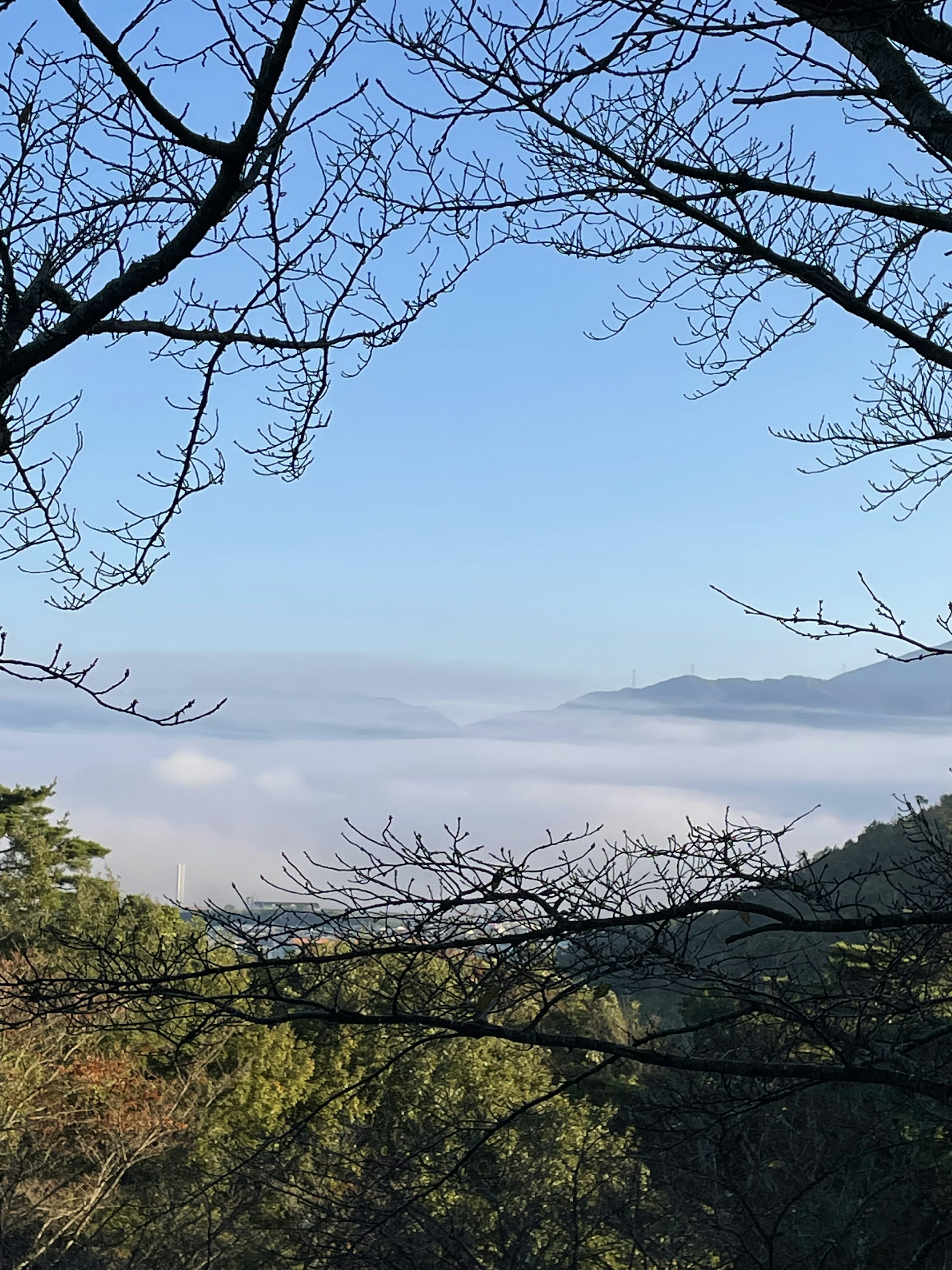 Silhouette d'arbres sur fond de ciel bleu et mer de nuages