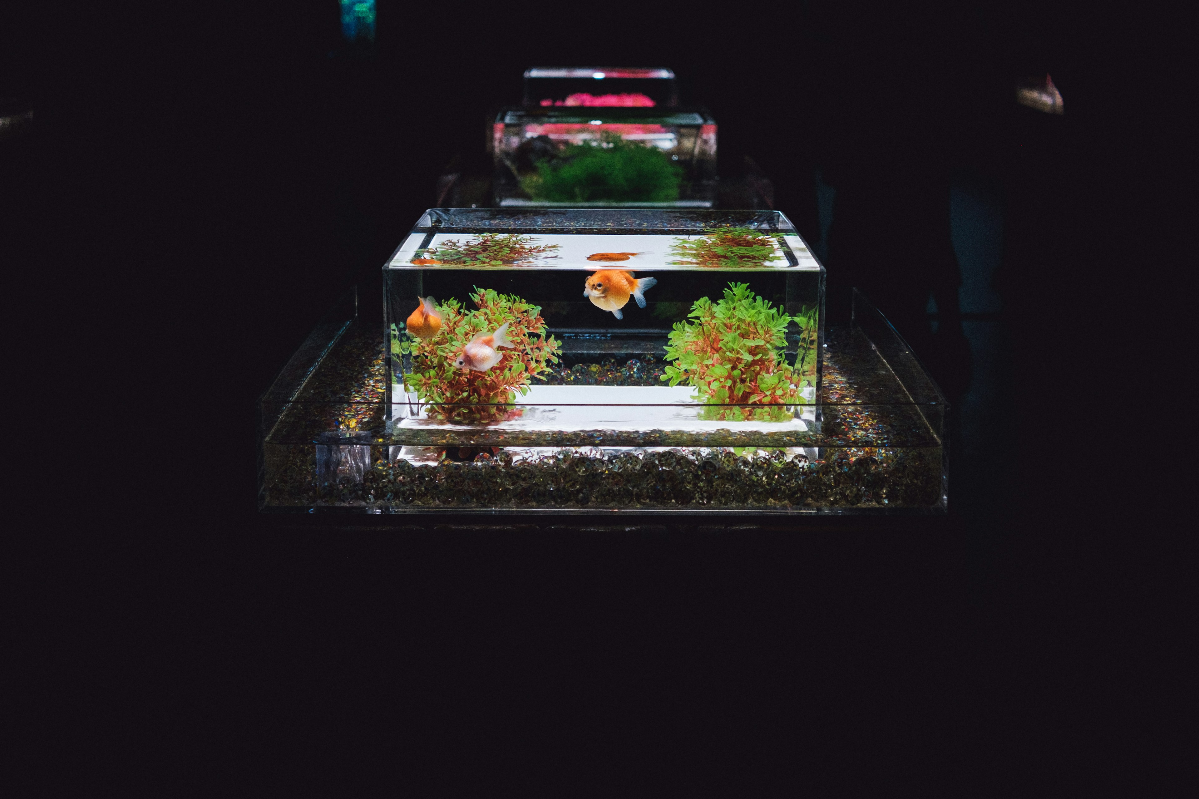 Multiple aquariums with aquatic plants and goldfish arranged against a dark background