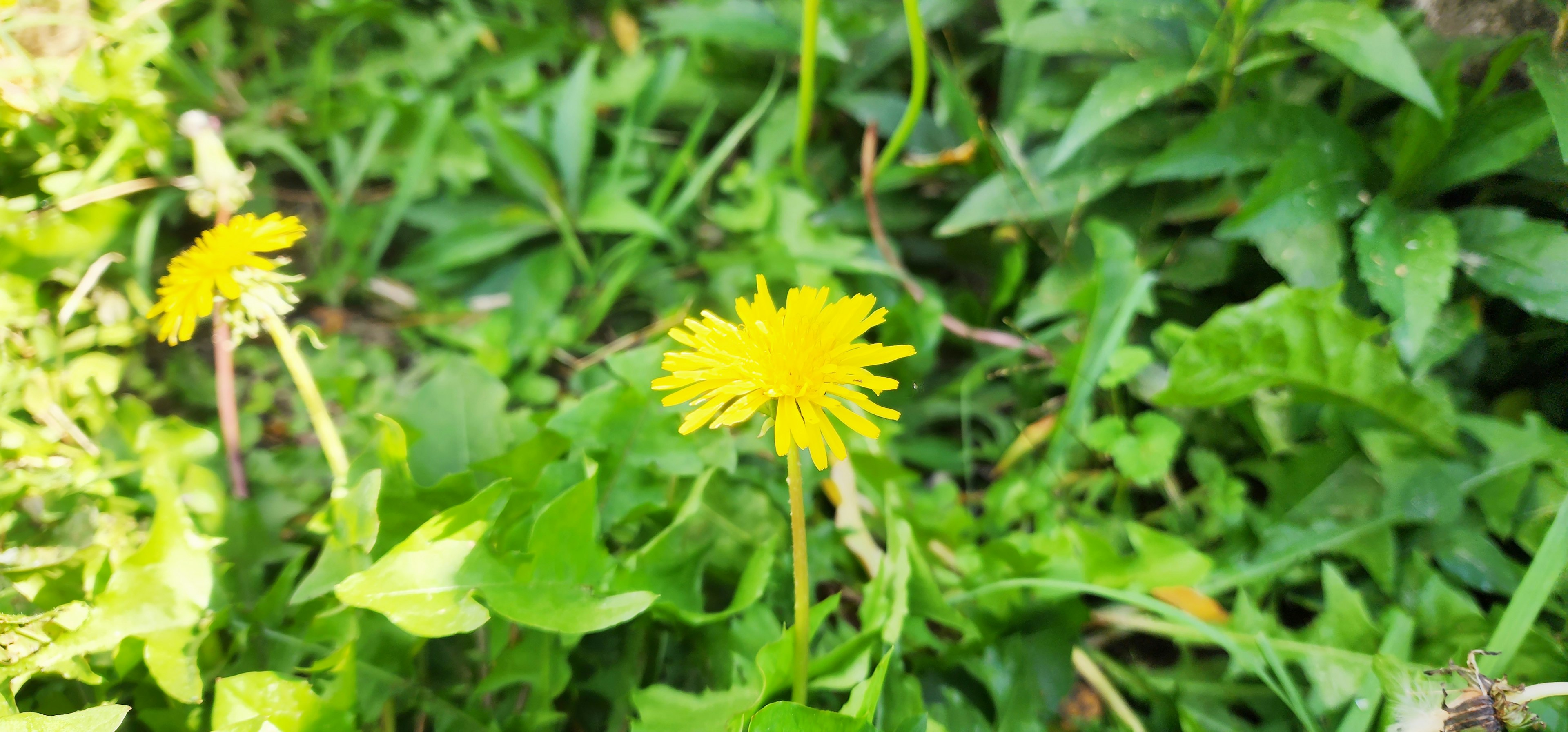 A bright yellow dandelion flower blooming among green grass