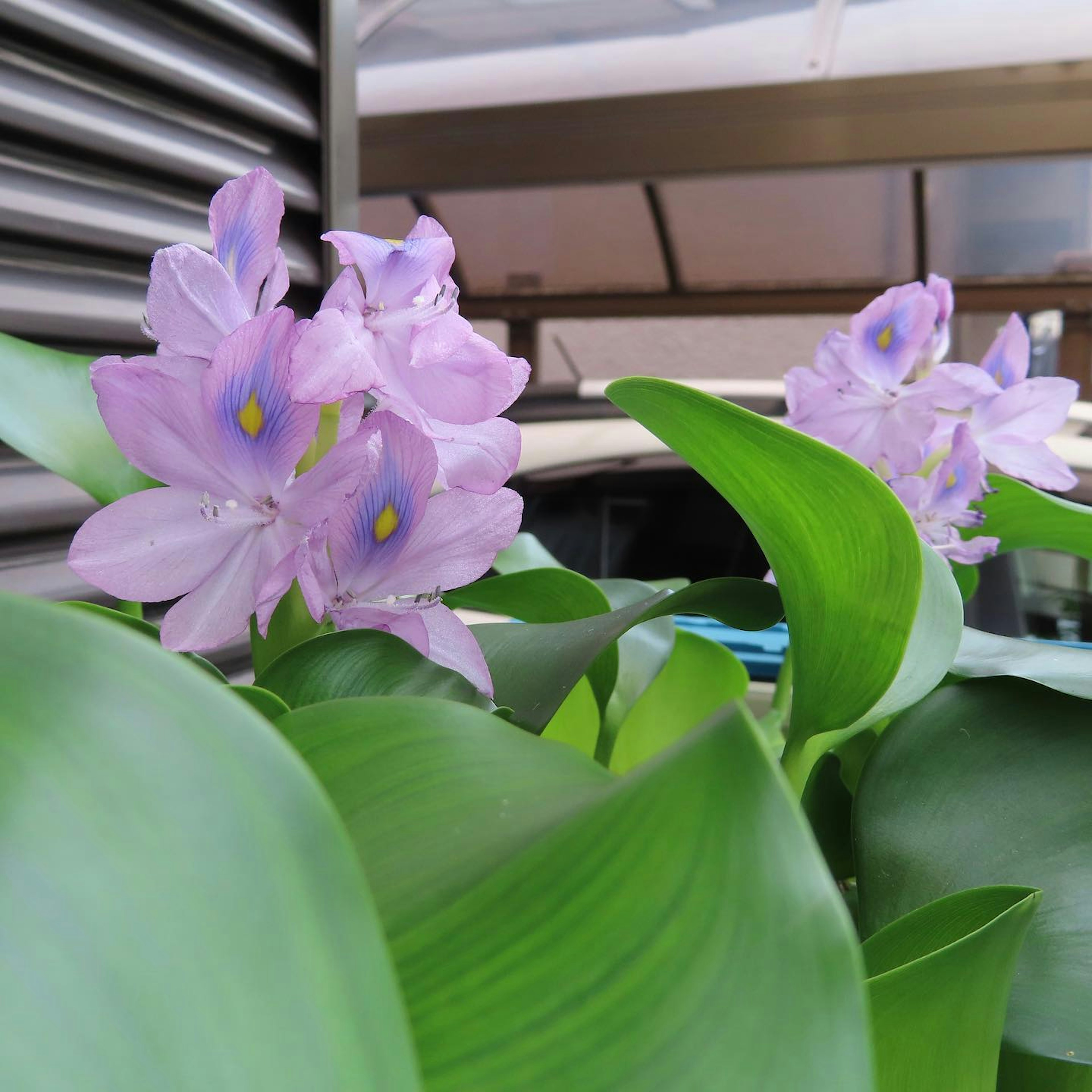 Acercamiento de flores moradas y hojas verdes de una planta