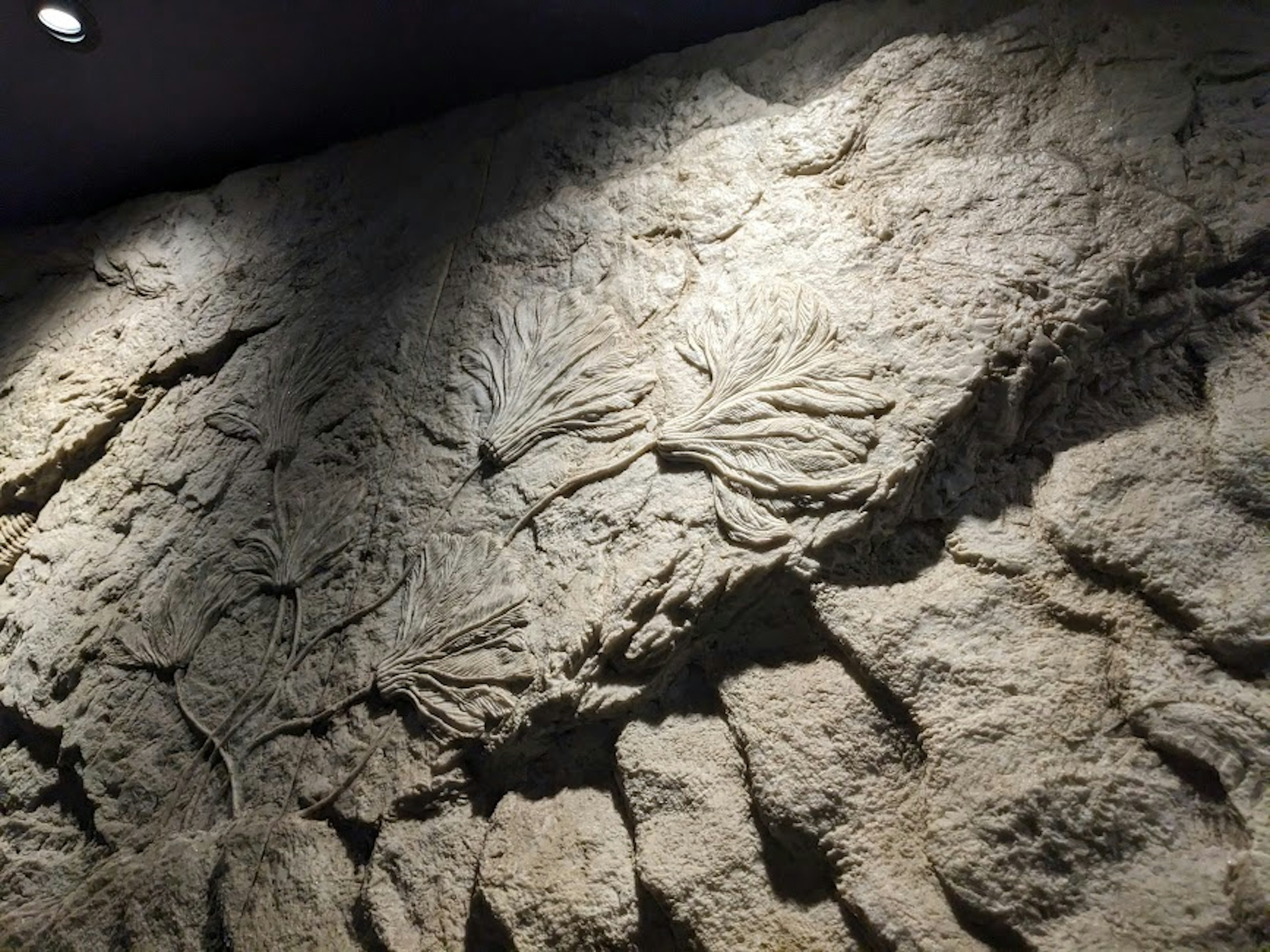 Image of a rock wall featuring fossilized plant leaves