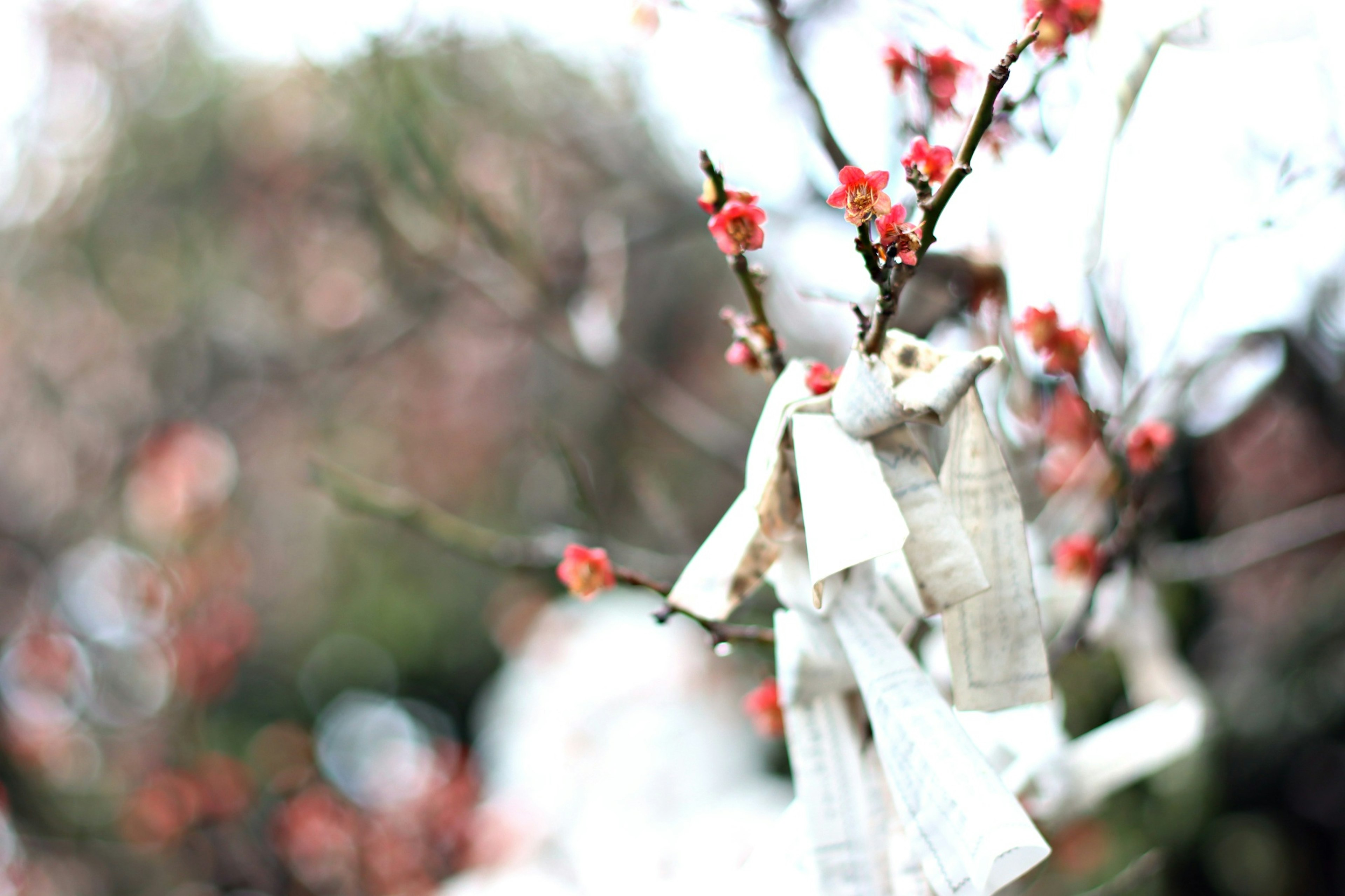 A white fabric doll hanging from a cherry blossom tree branch