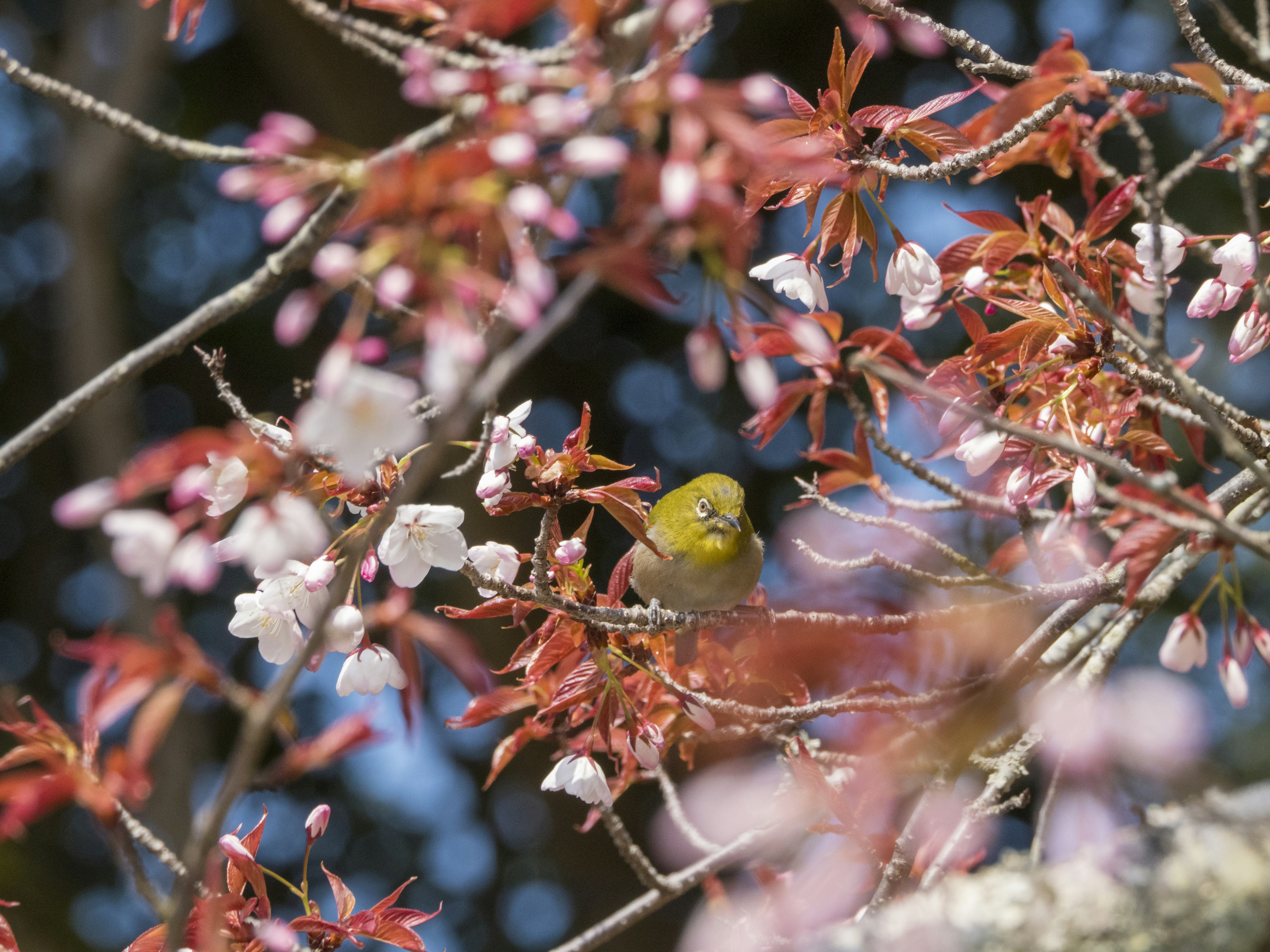 Ein kleiner Vogel zwischen Kirschblüten und neuen grünen Blättern