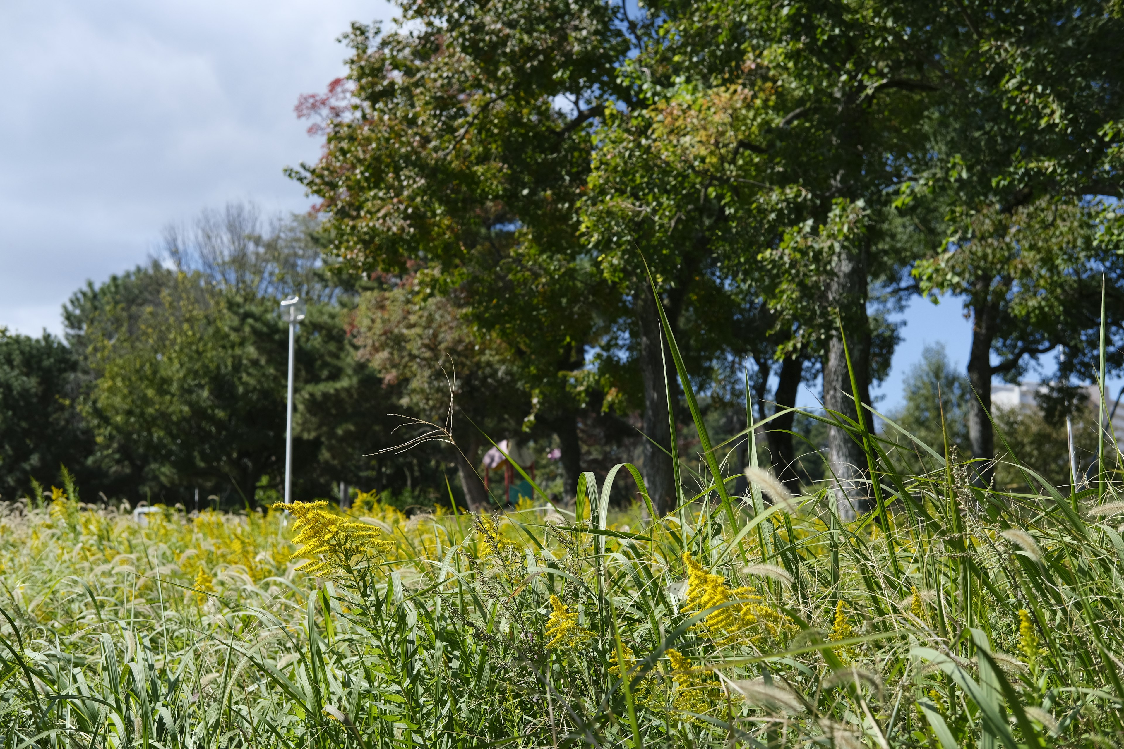 Un pré verdoyant avec des fleurs jaunes et des arbres en arrière-plan