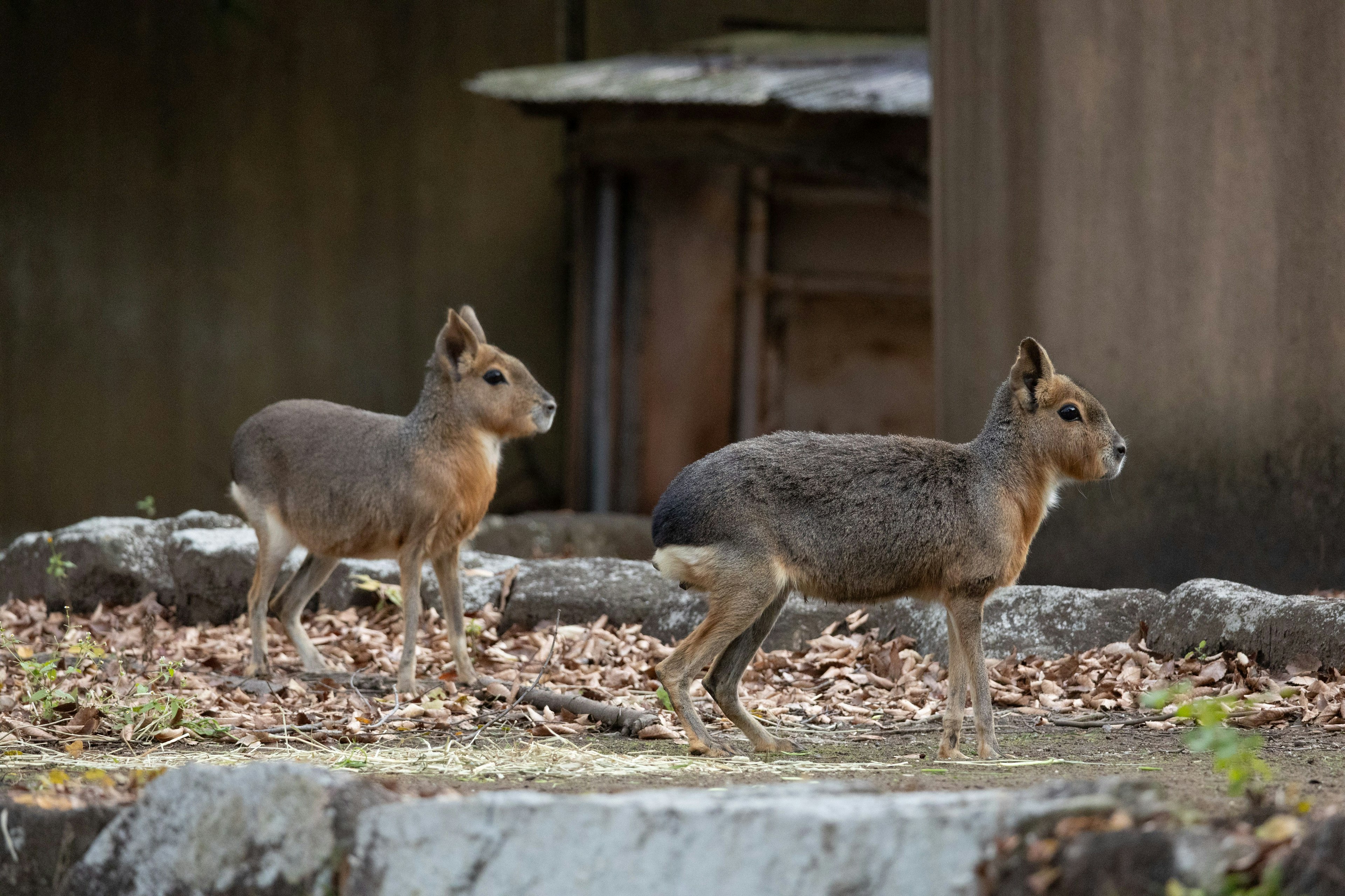 Zwei kleine Tiere, die auf Blättern laufen, mit einer Holzstruktur im Hintergrund