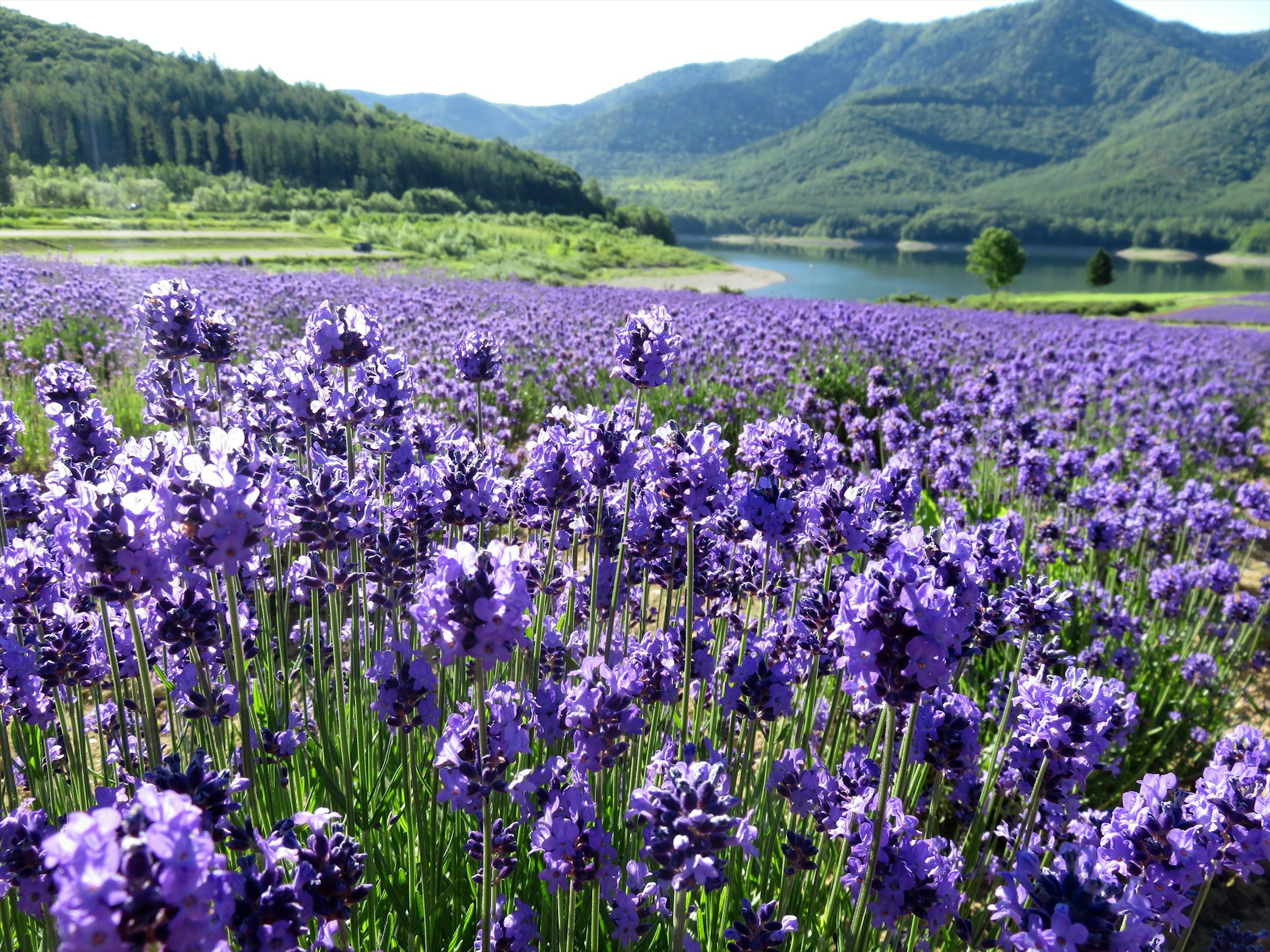 美しい紫色のラベンダー畑と山々の風景