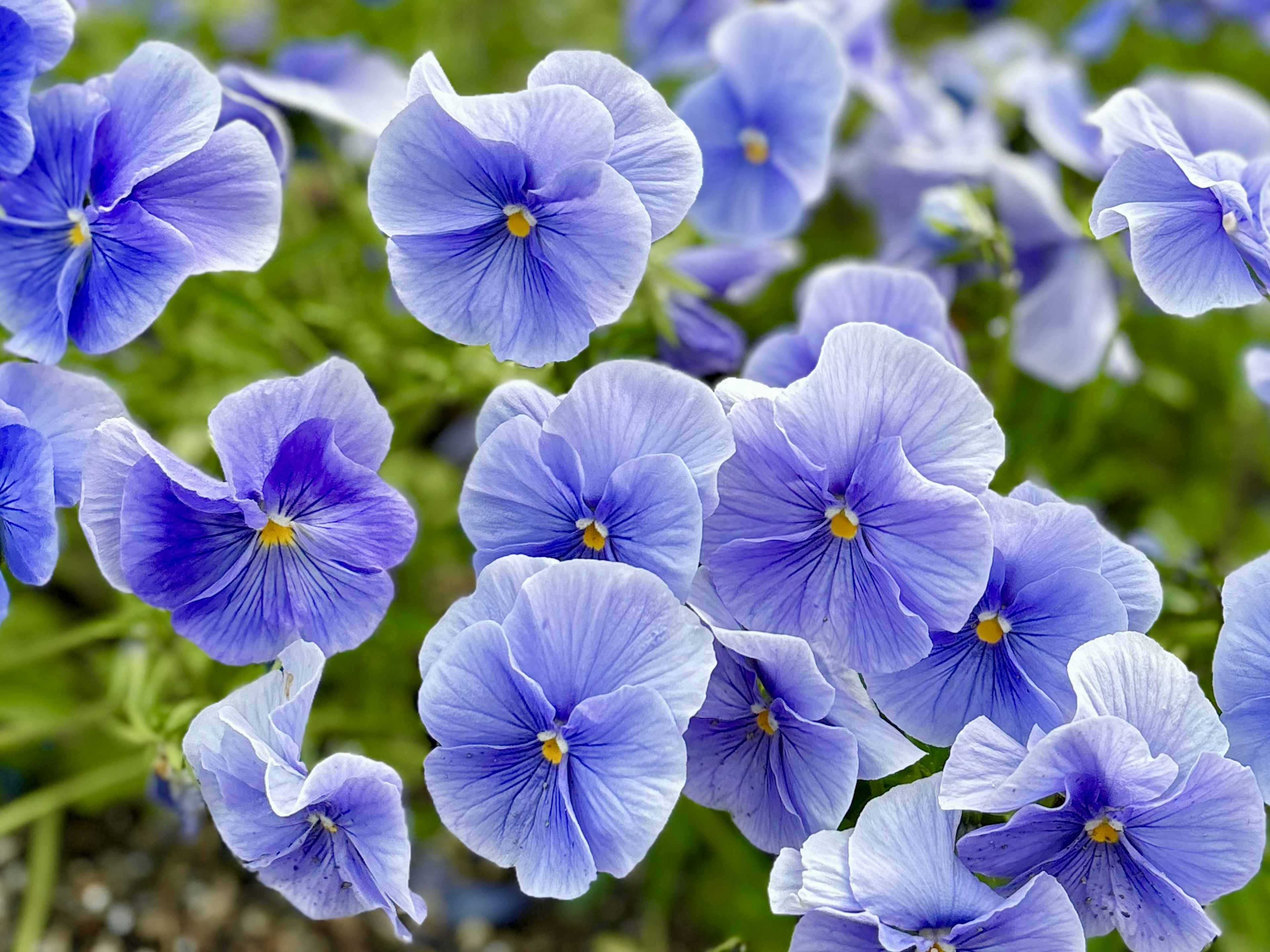 青い花びらのパンジーの花が咲いている様子