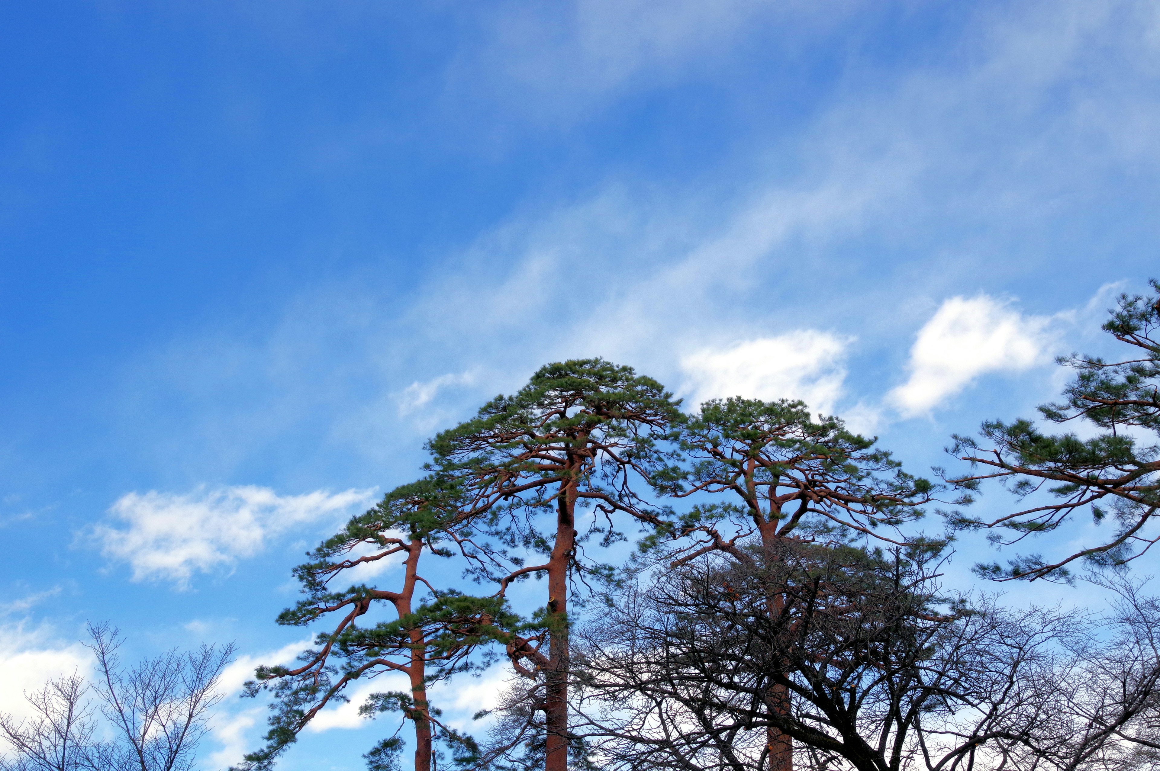 Altos pinos contra un cielo azul con nubes