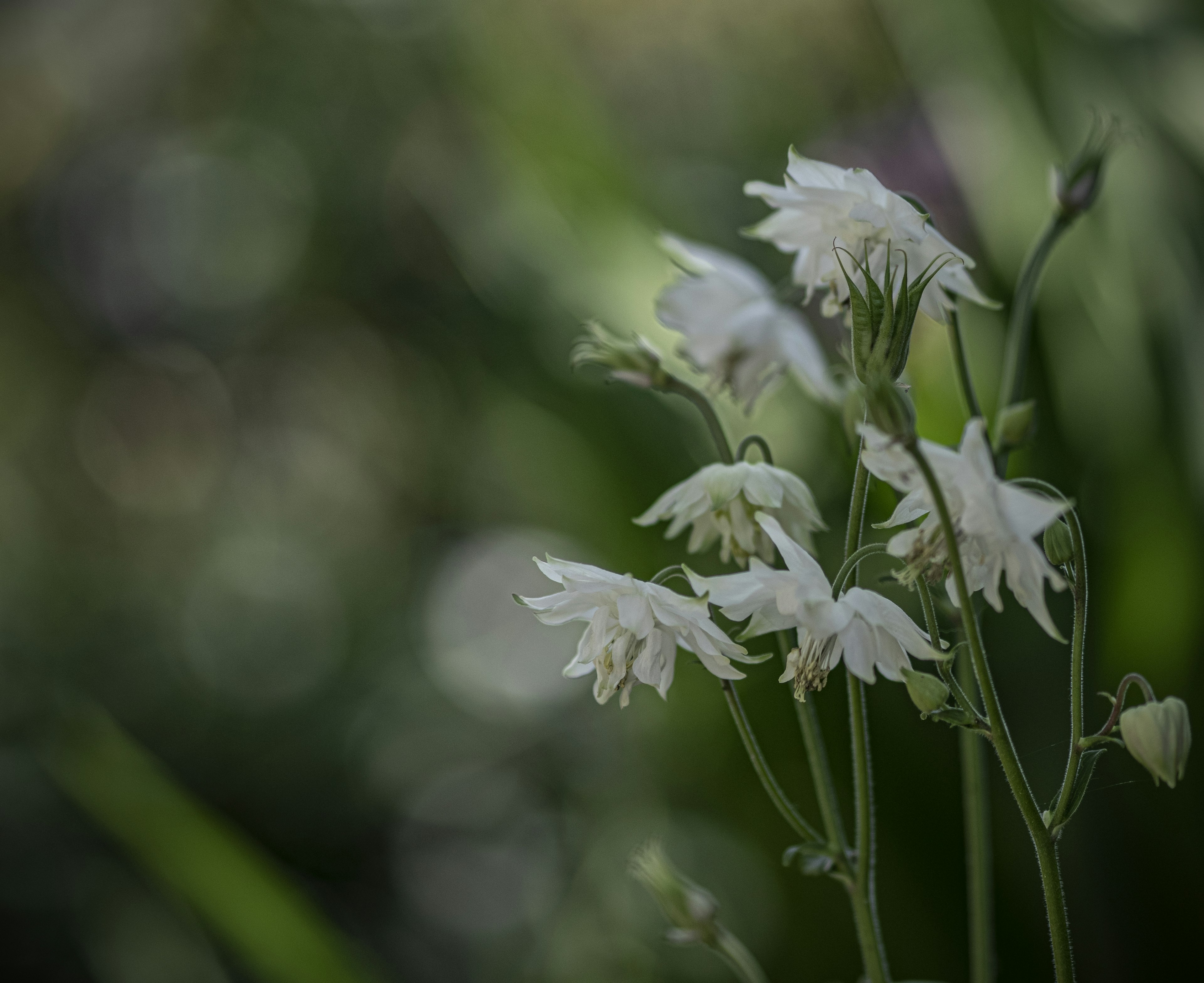 White flowers blooming against a blurred green background