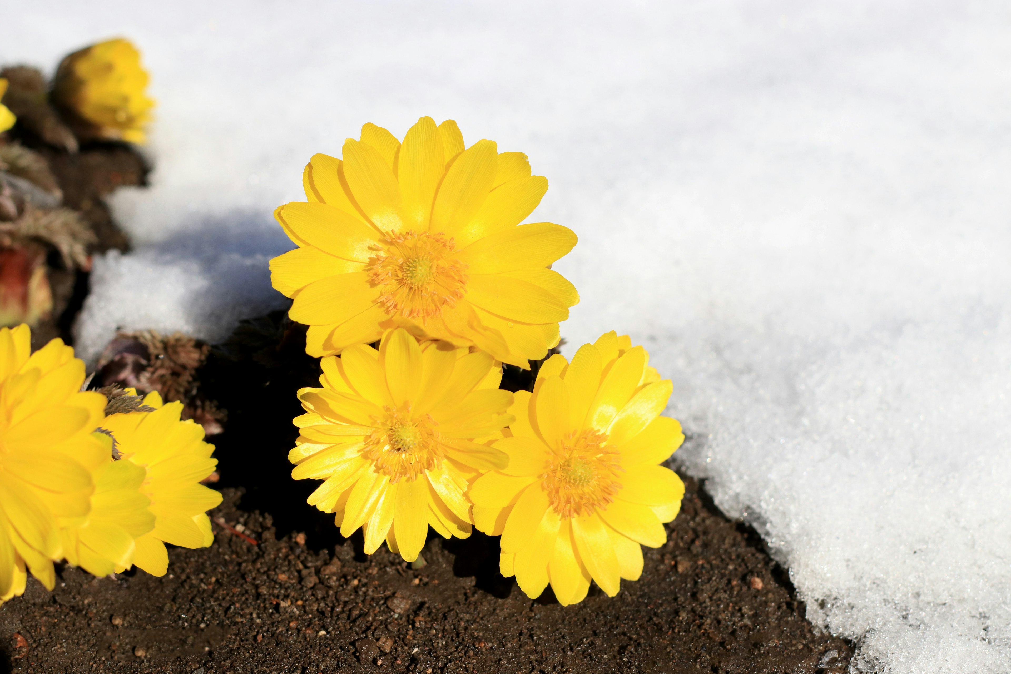 Nahaufnahme von gelben Blumen, die im Schnee blühen