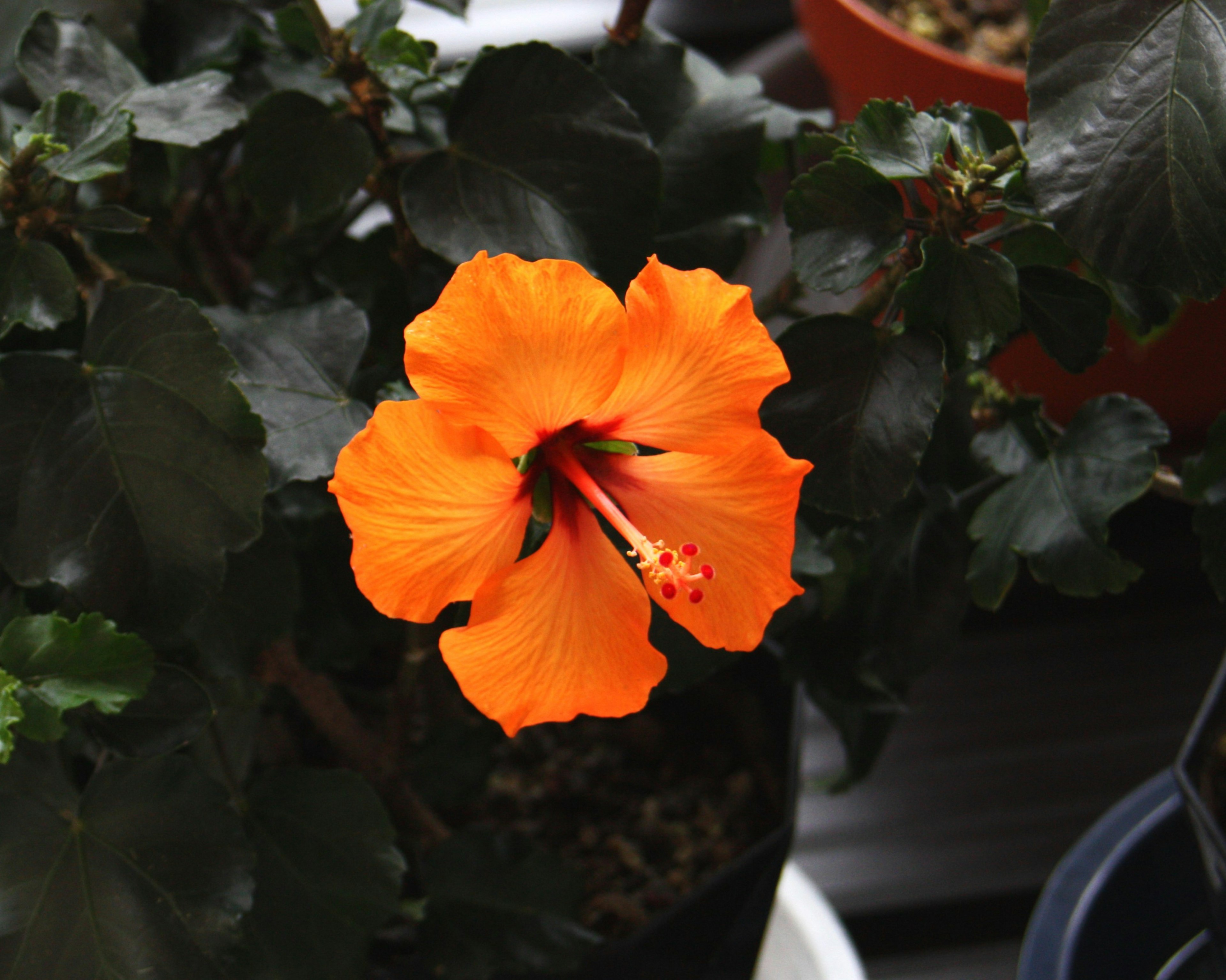 鮮やかなオレンジ色のハイビスカスの花が緑の葉の間に咲いています