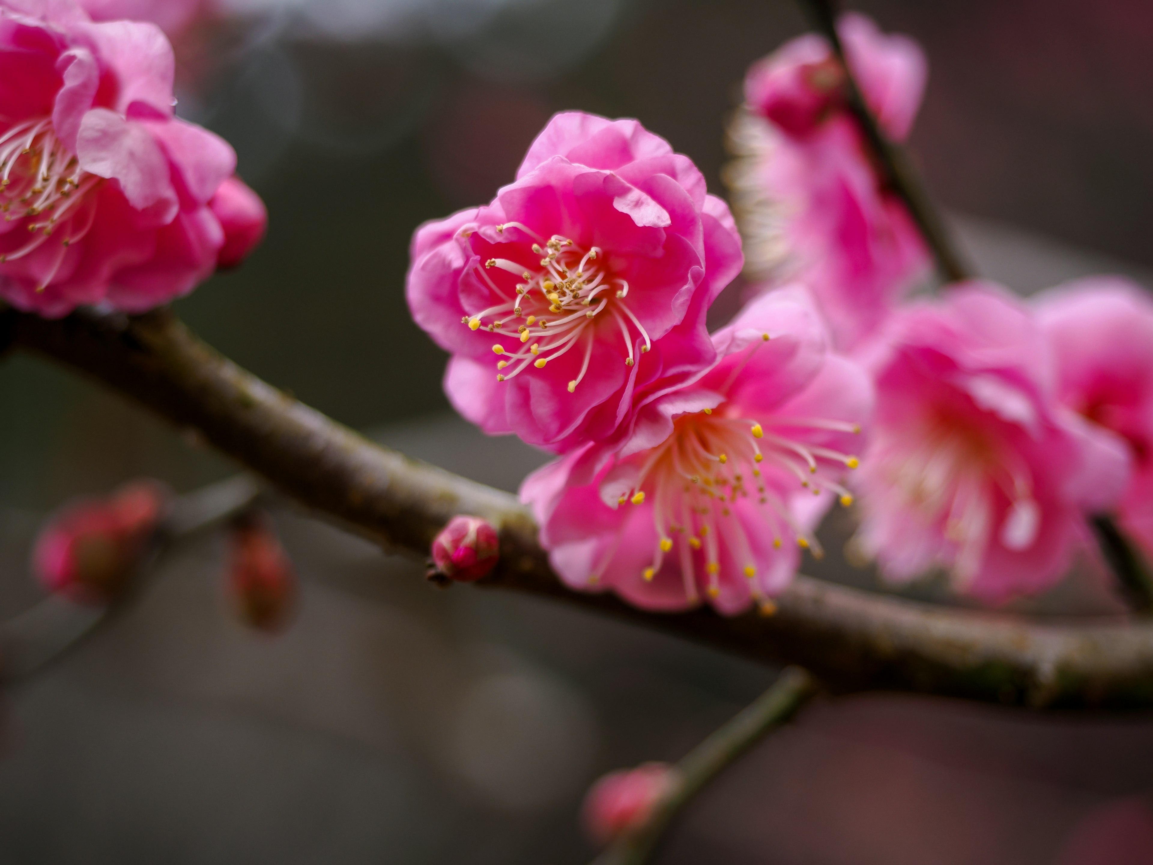 Nahaufnahme von rosa Pflaumenblüten an einem Zweig