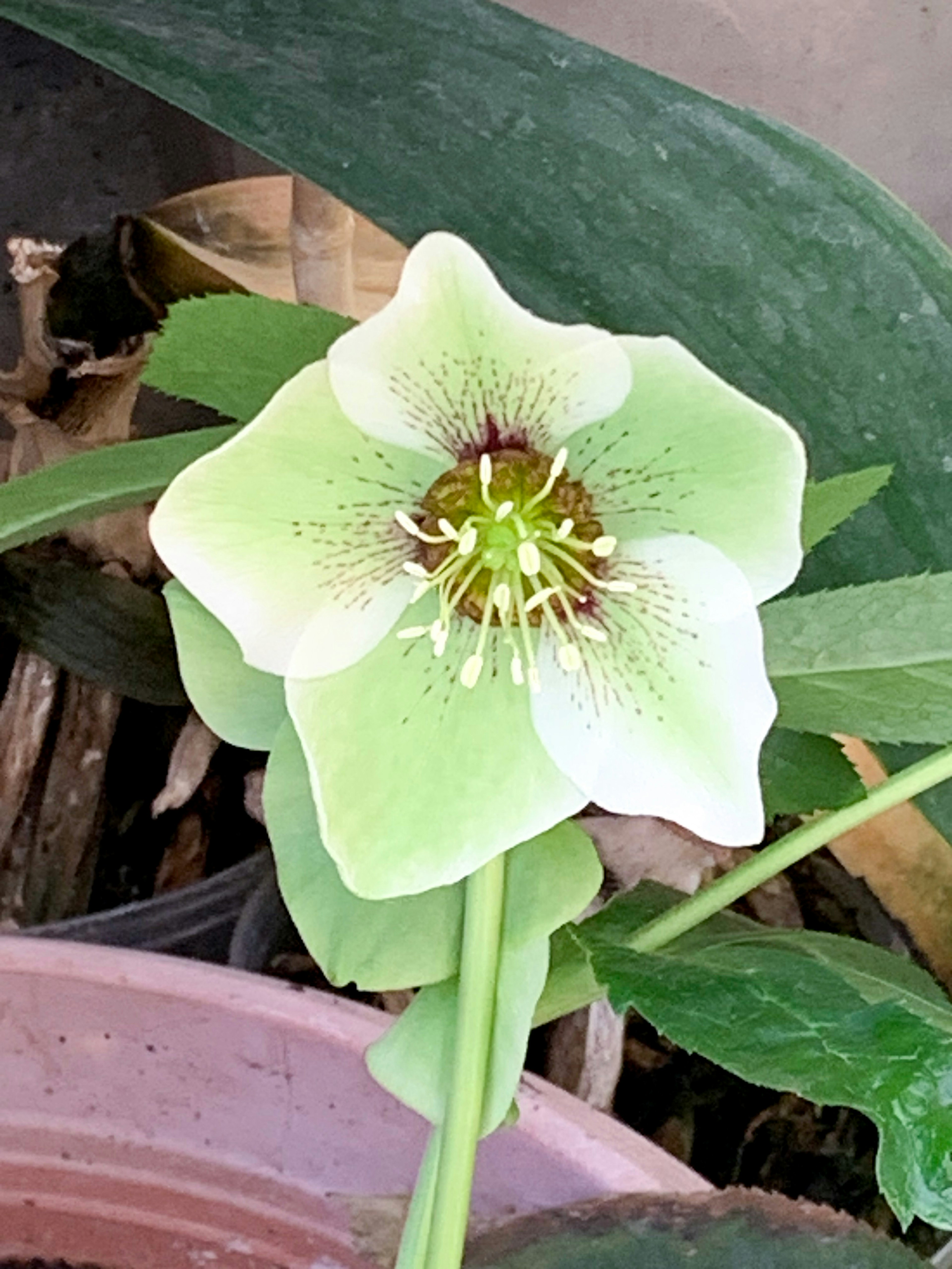 A pale green hellebore flower with intricate markings and a prominent center