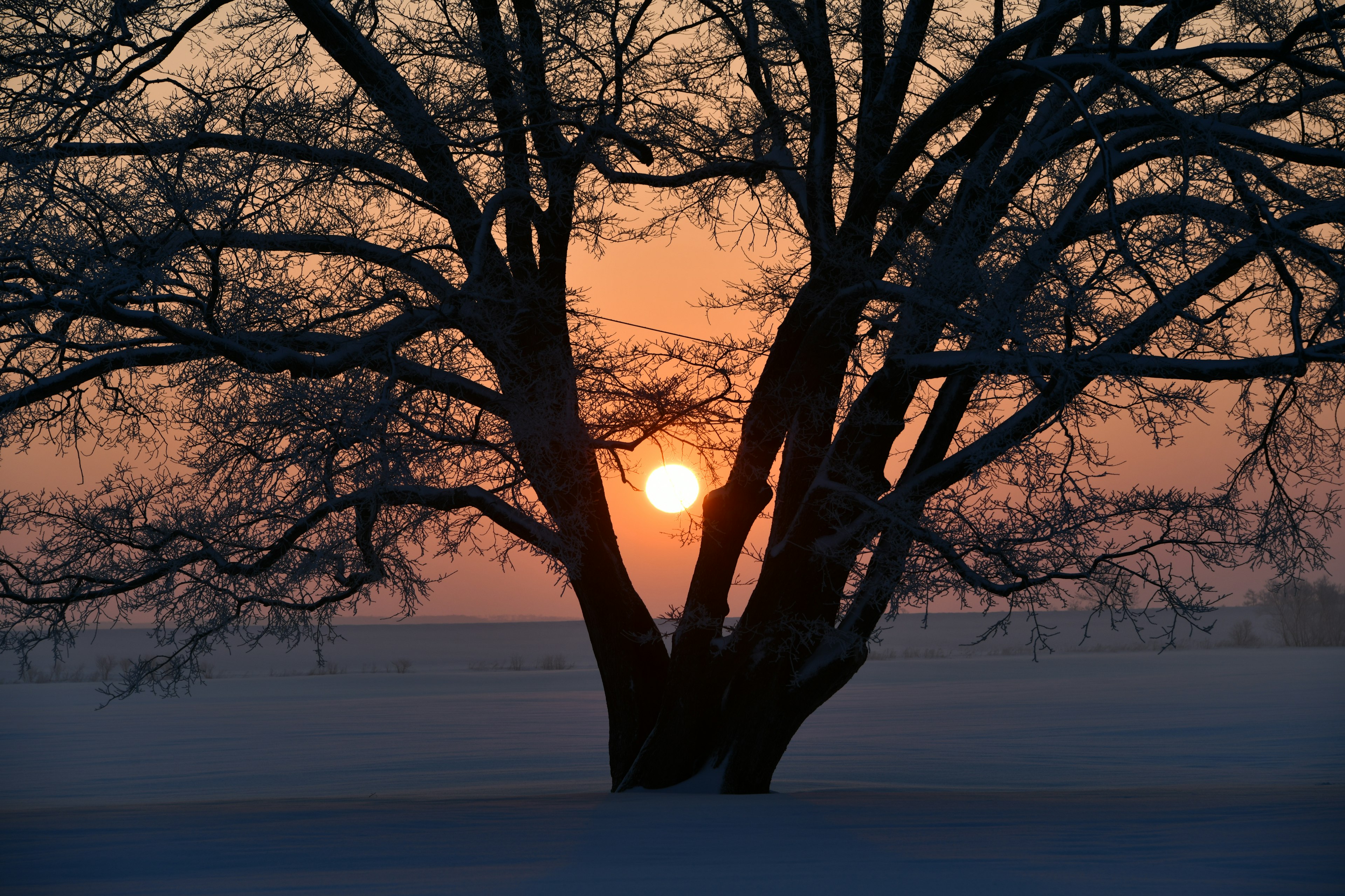 雪に覆われた風景の中に立つ大きな木と夕日