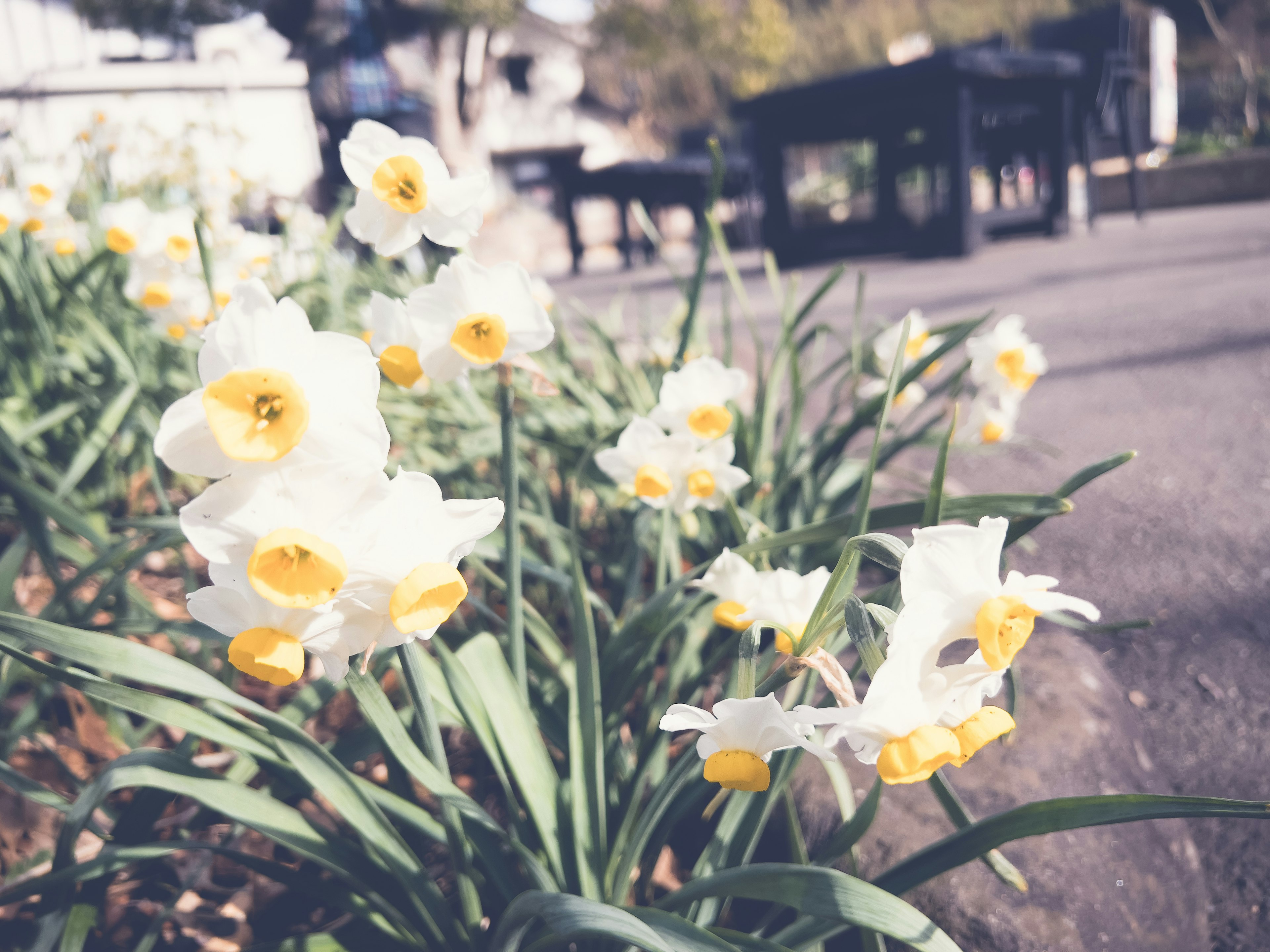 Daffodils in white and yellow blooming in a garden with tables and chairs in the background