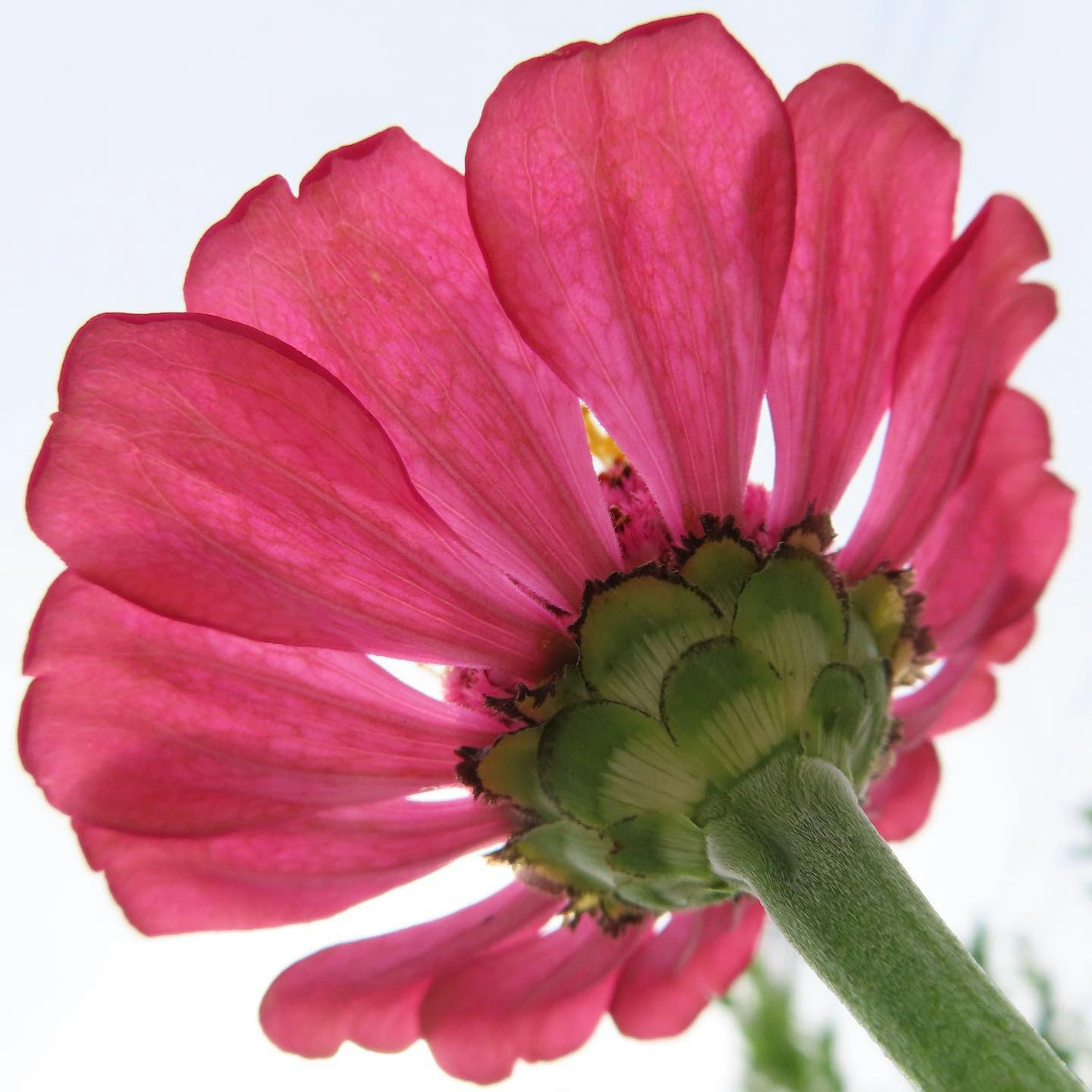 View of a pink flower from below showcasing its petals