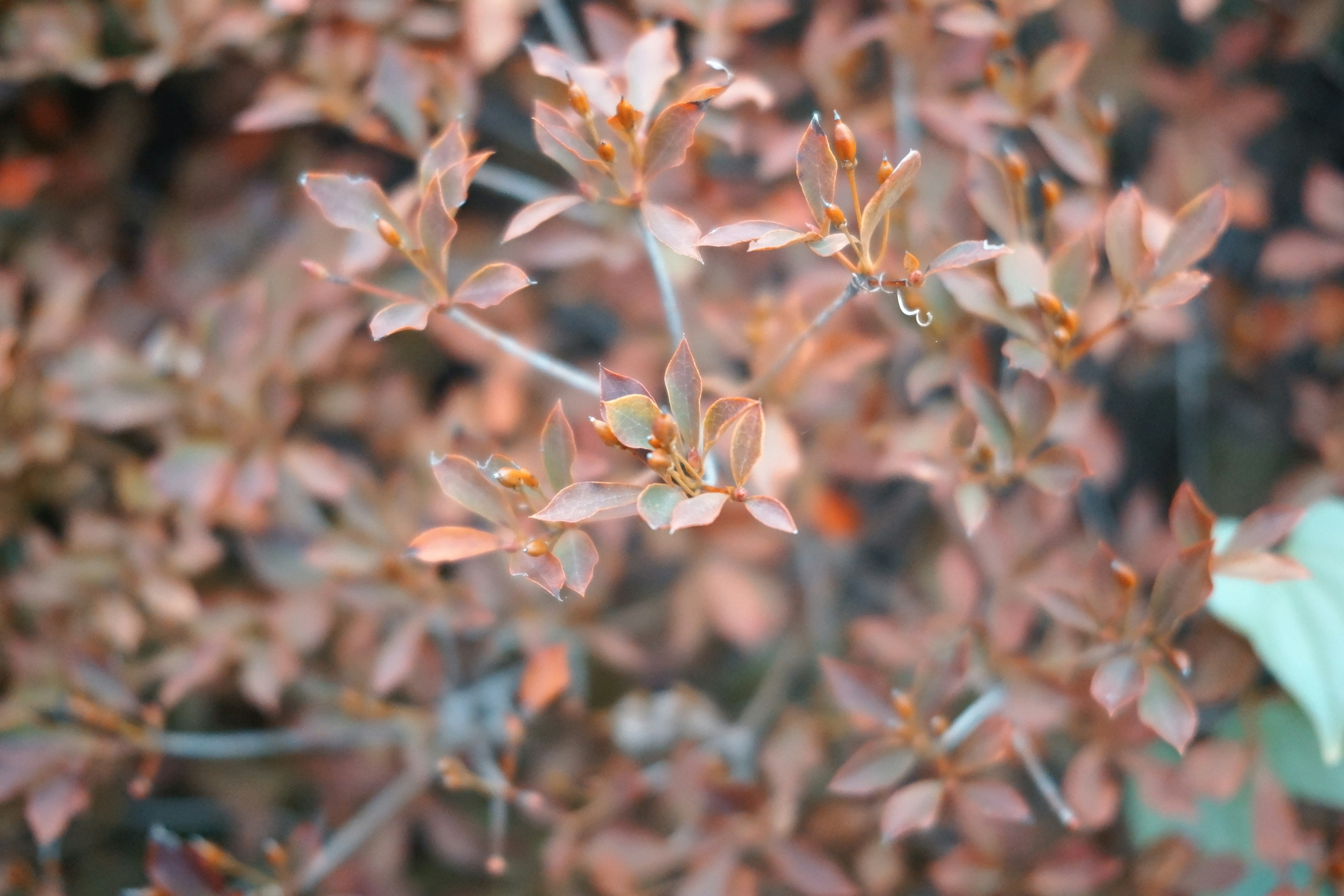 Close-up of a plant with brown leaves