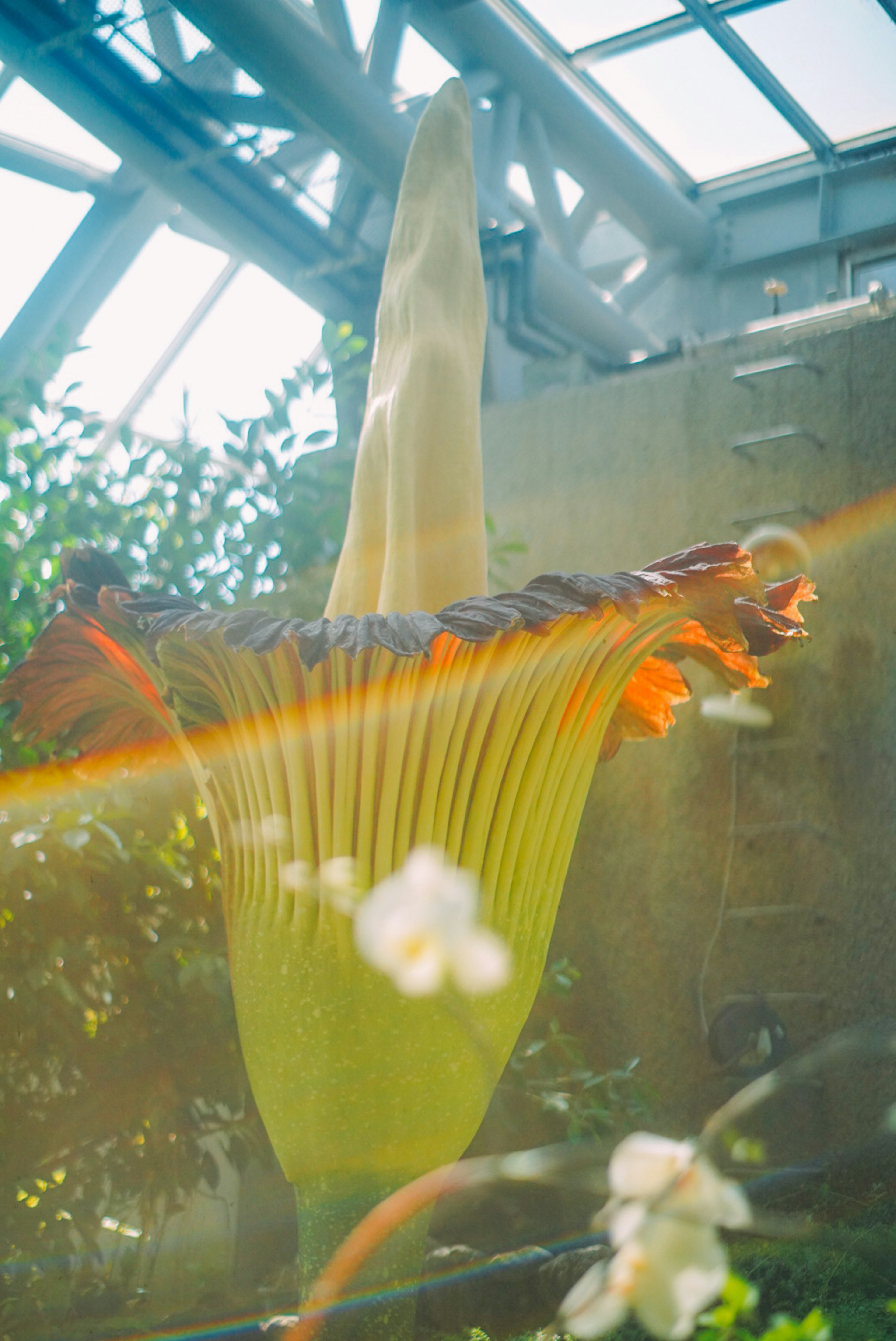 Una flor única con pétalos grandes y una forma distintiva