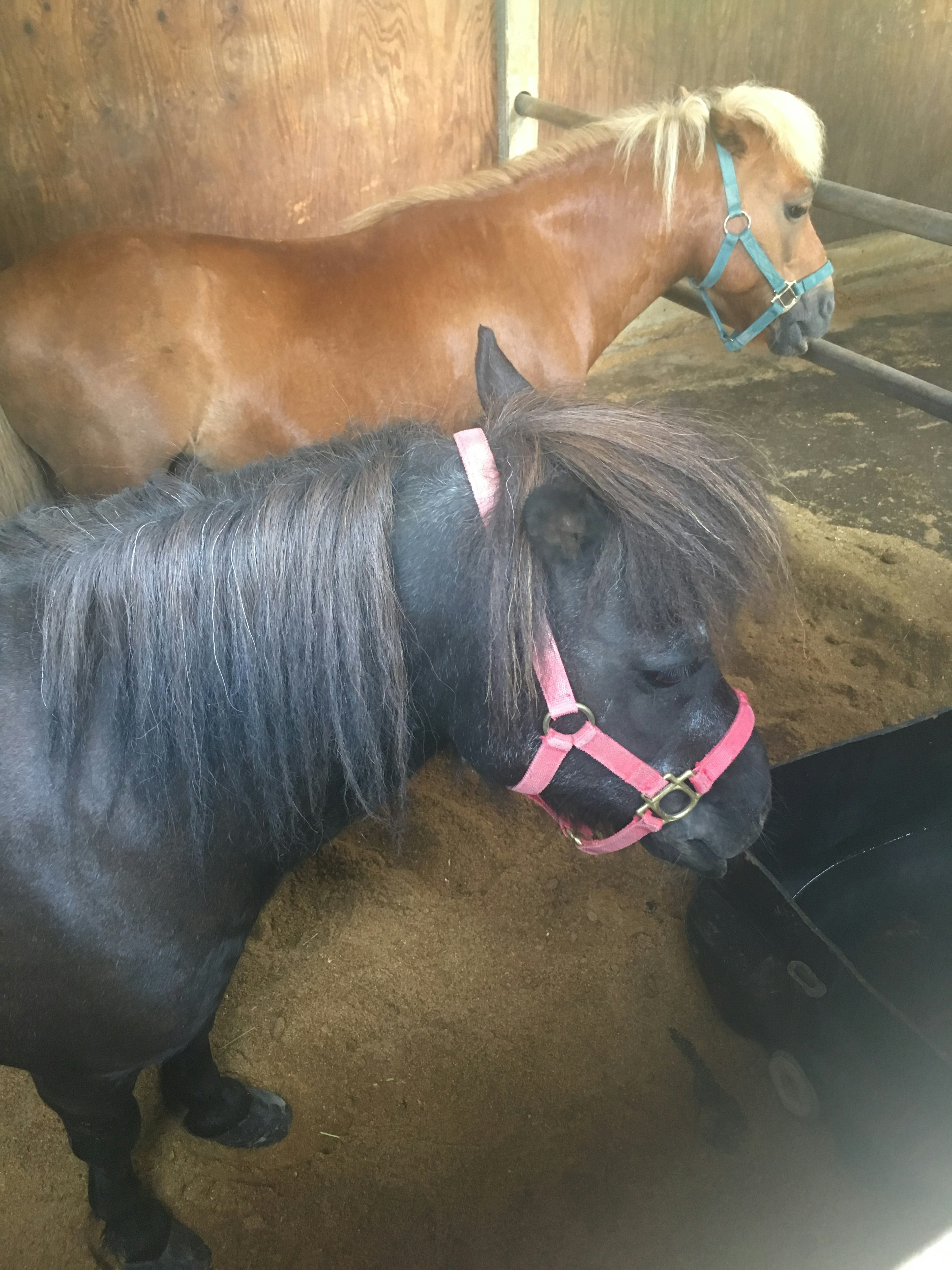 Un pony negro y un pony marrón dentro de un establo