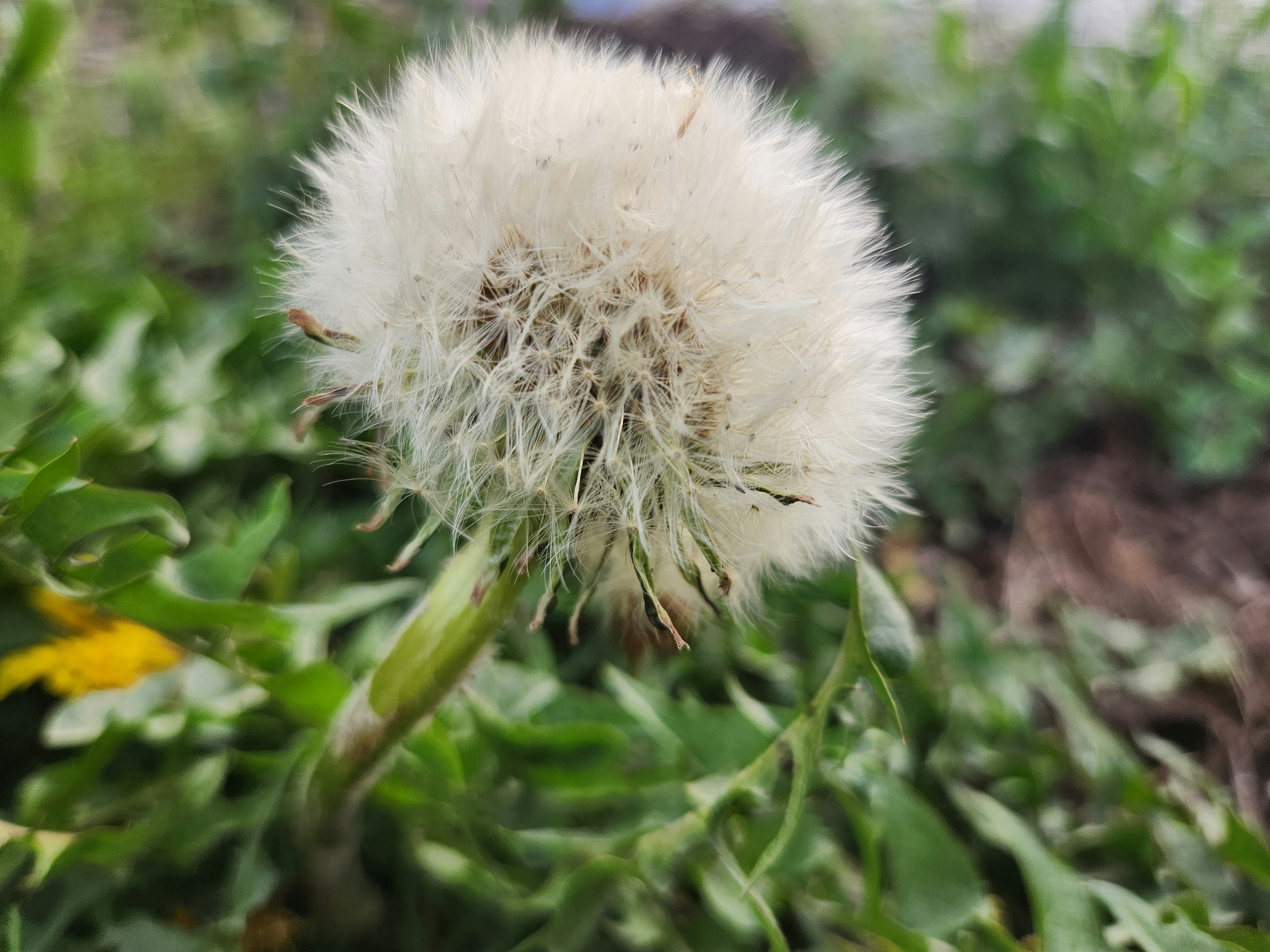 Un pissenlit blanc entouré d'herbe verte