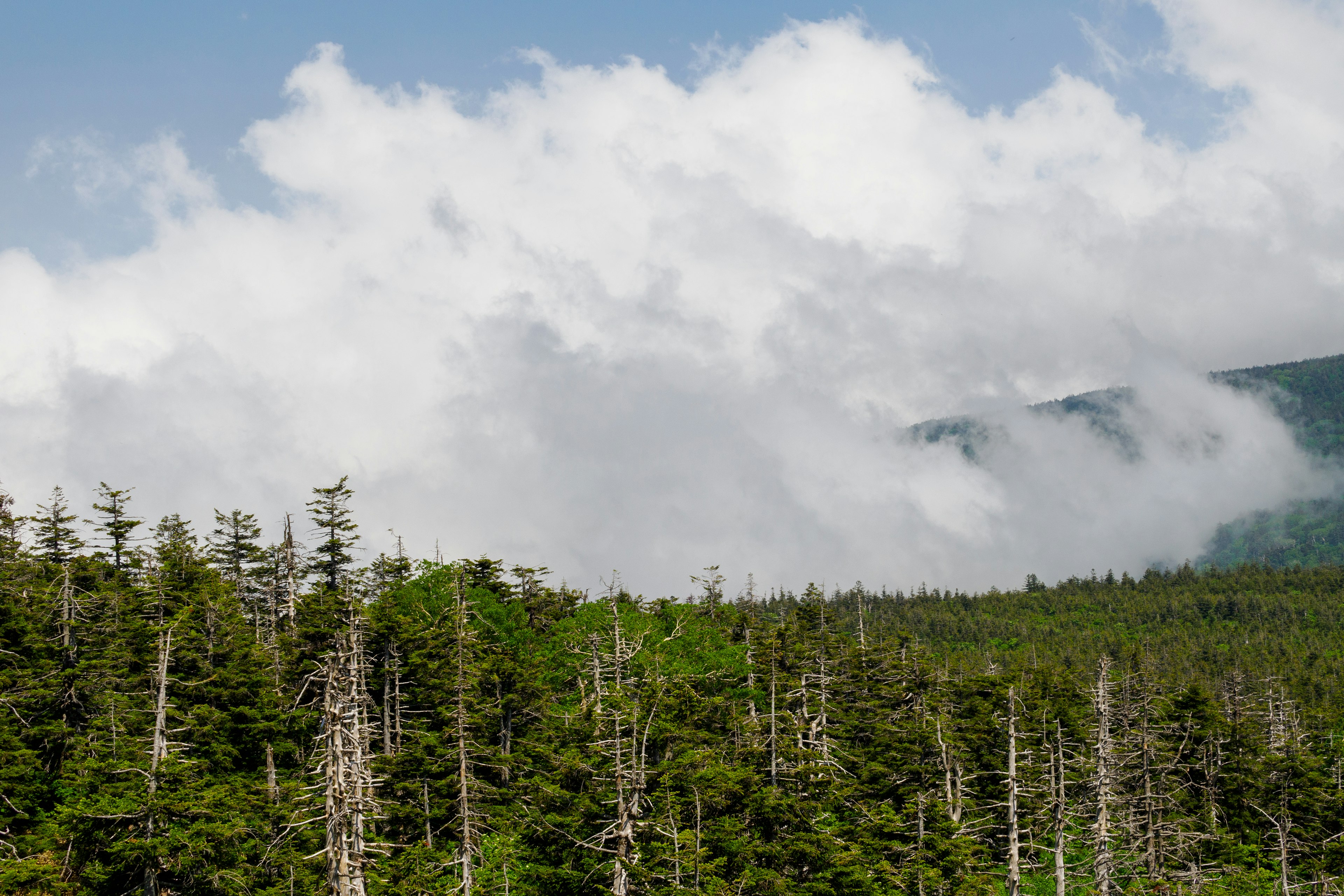 緑の森林と雲のある山の風景