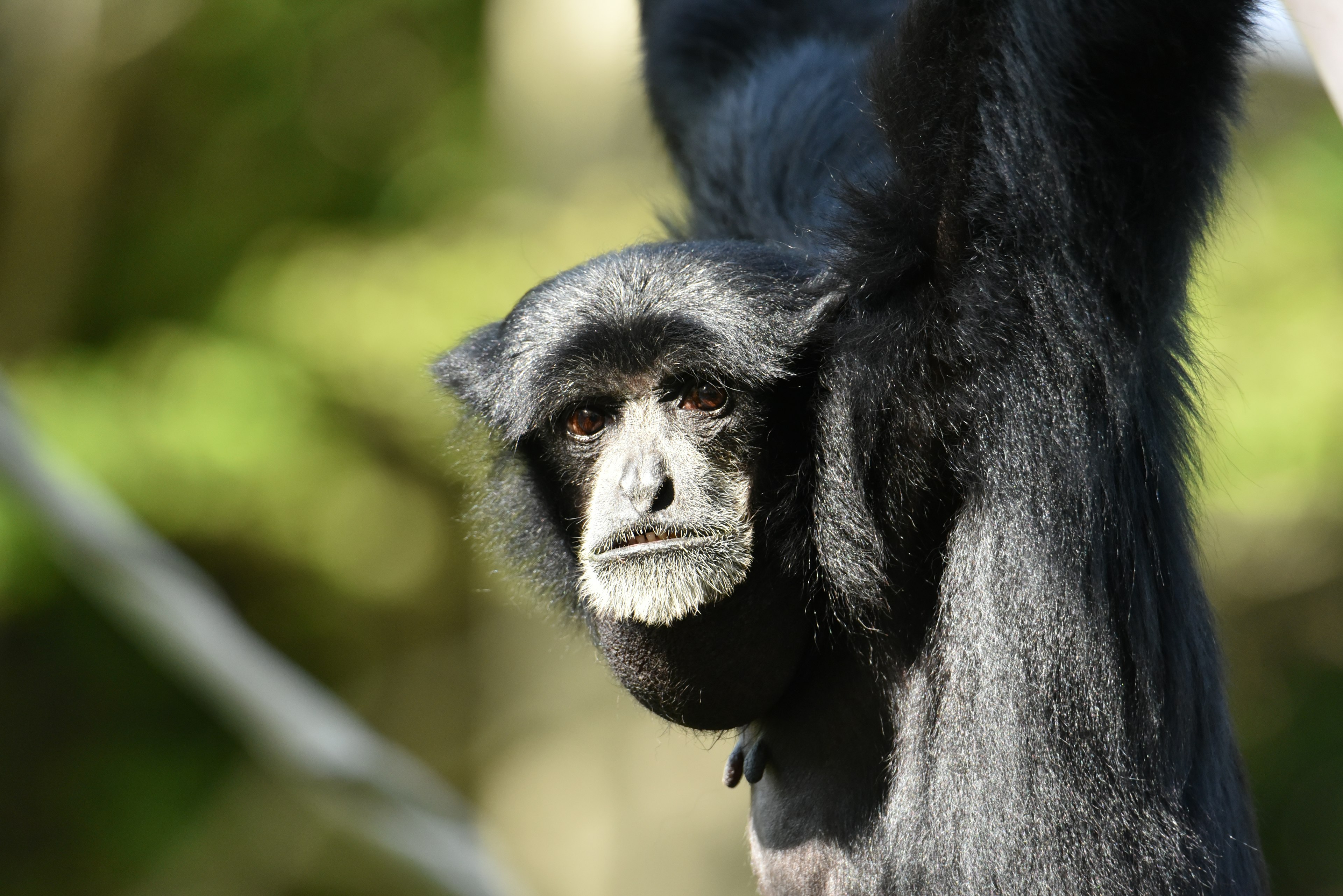 Close-up of a black-furred monkey hanging from a tree