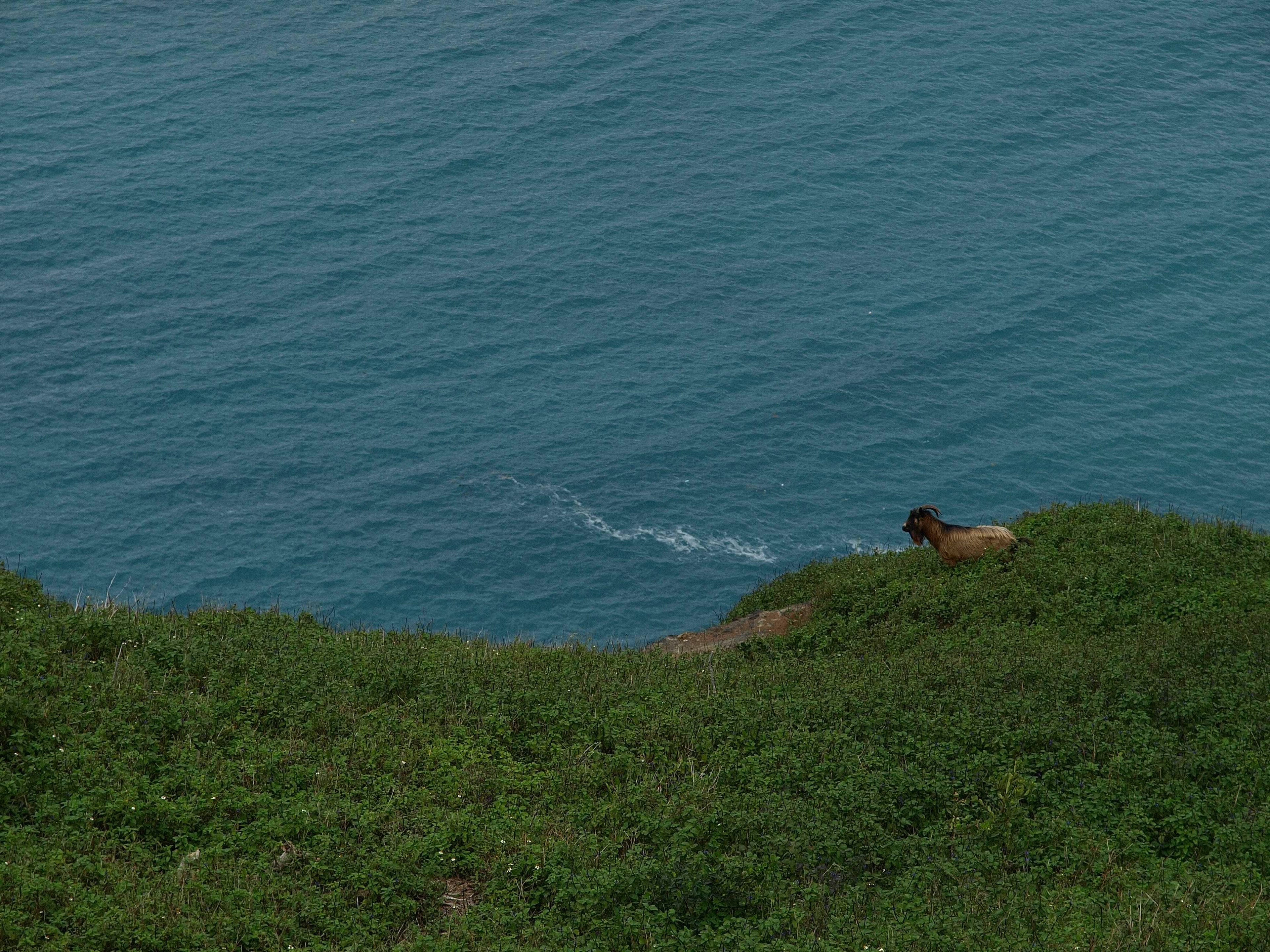 Un perro en hierba verde con vista a un océano azul