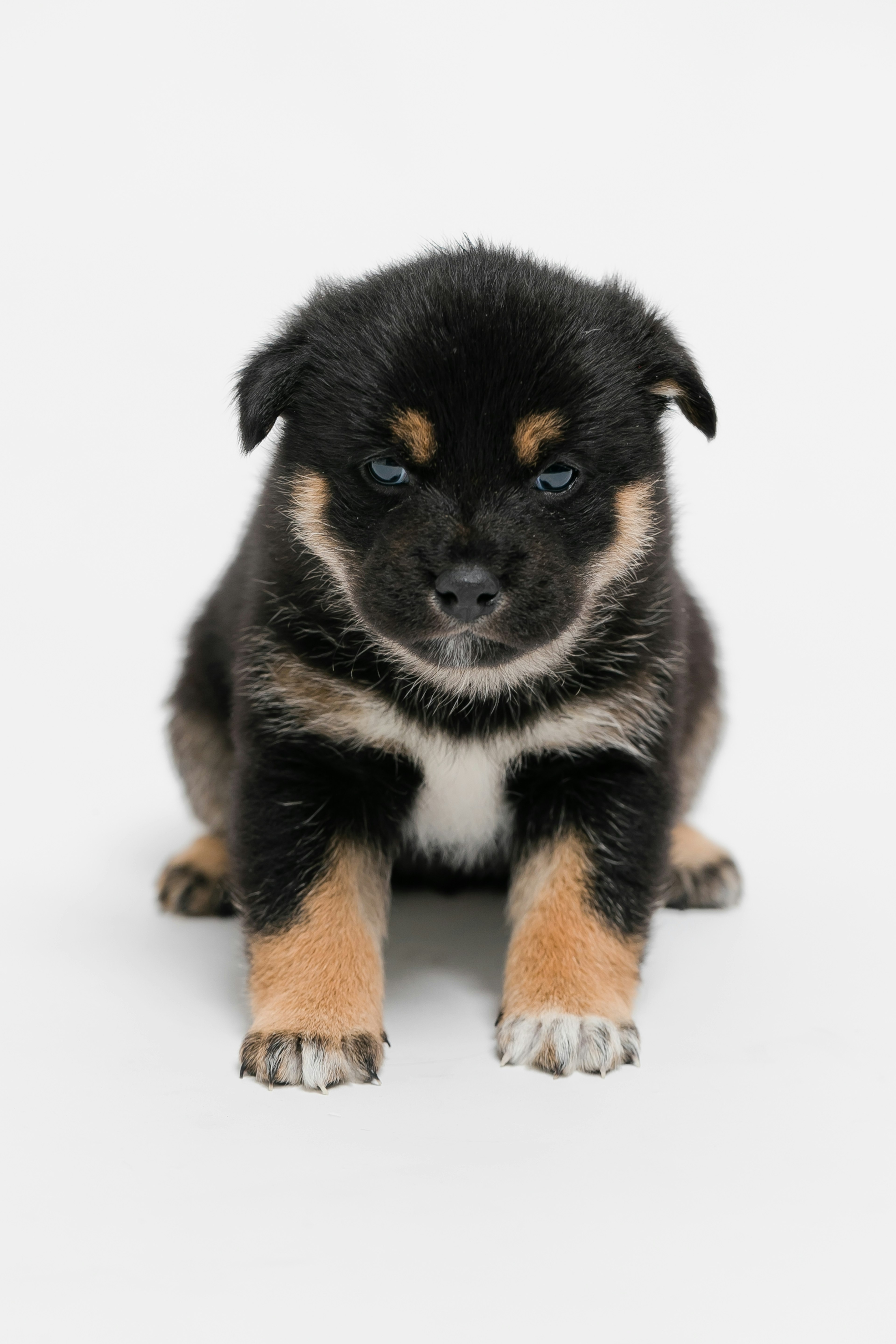 Anak anjing Shiba Inu hitam duduk menghadap ke depan