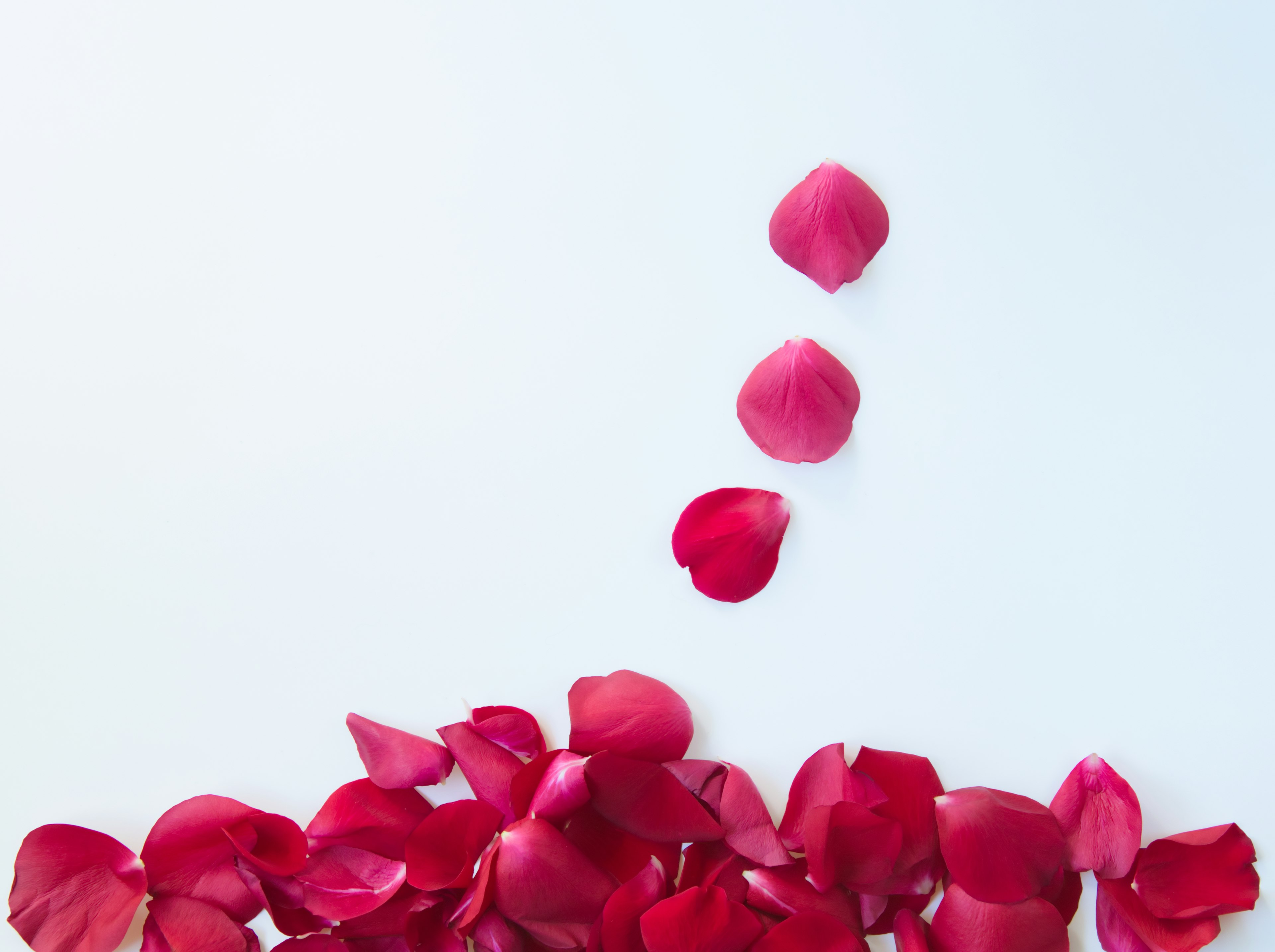 Pétales de rose rouges éparpillés sur un fond blanc