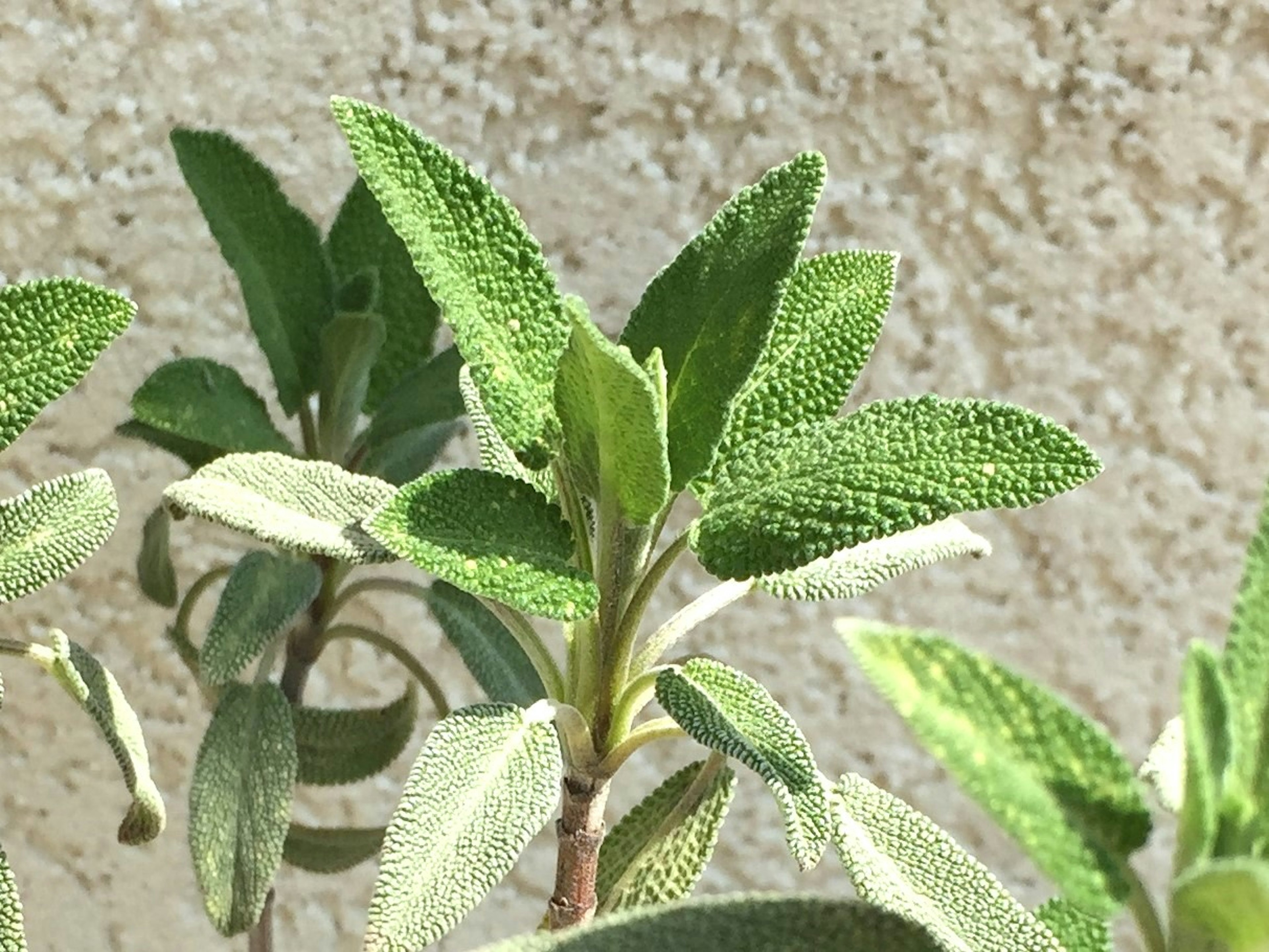 Close-up of a green plant with textured leaves showcasing intricate details