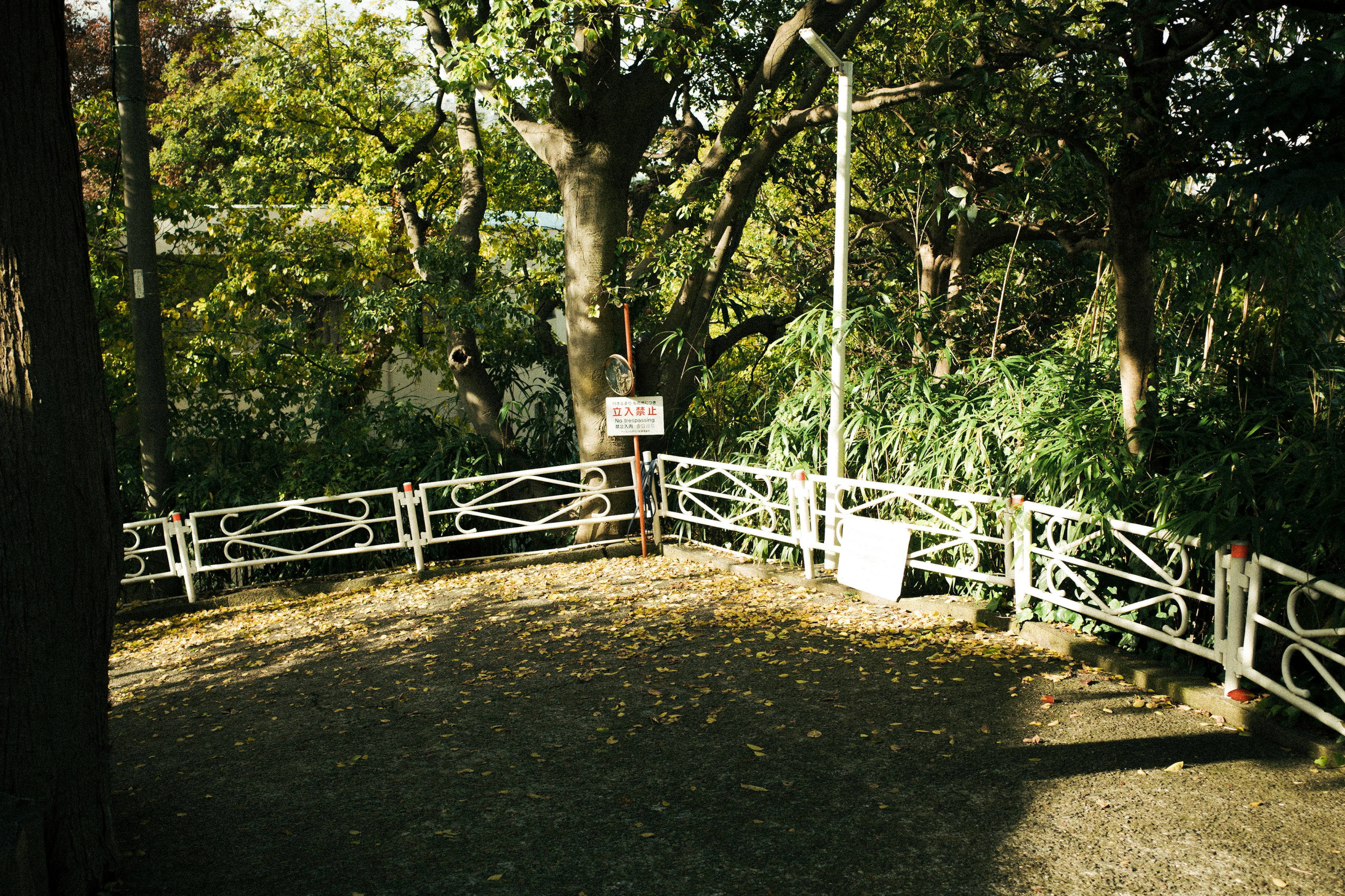 A quiet area surrounded by trees with a white fenced enclosure