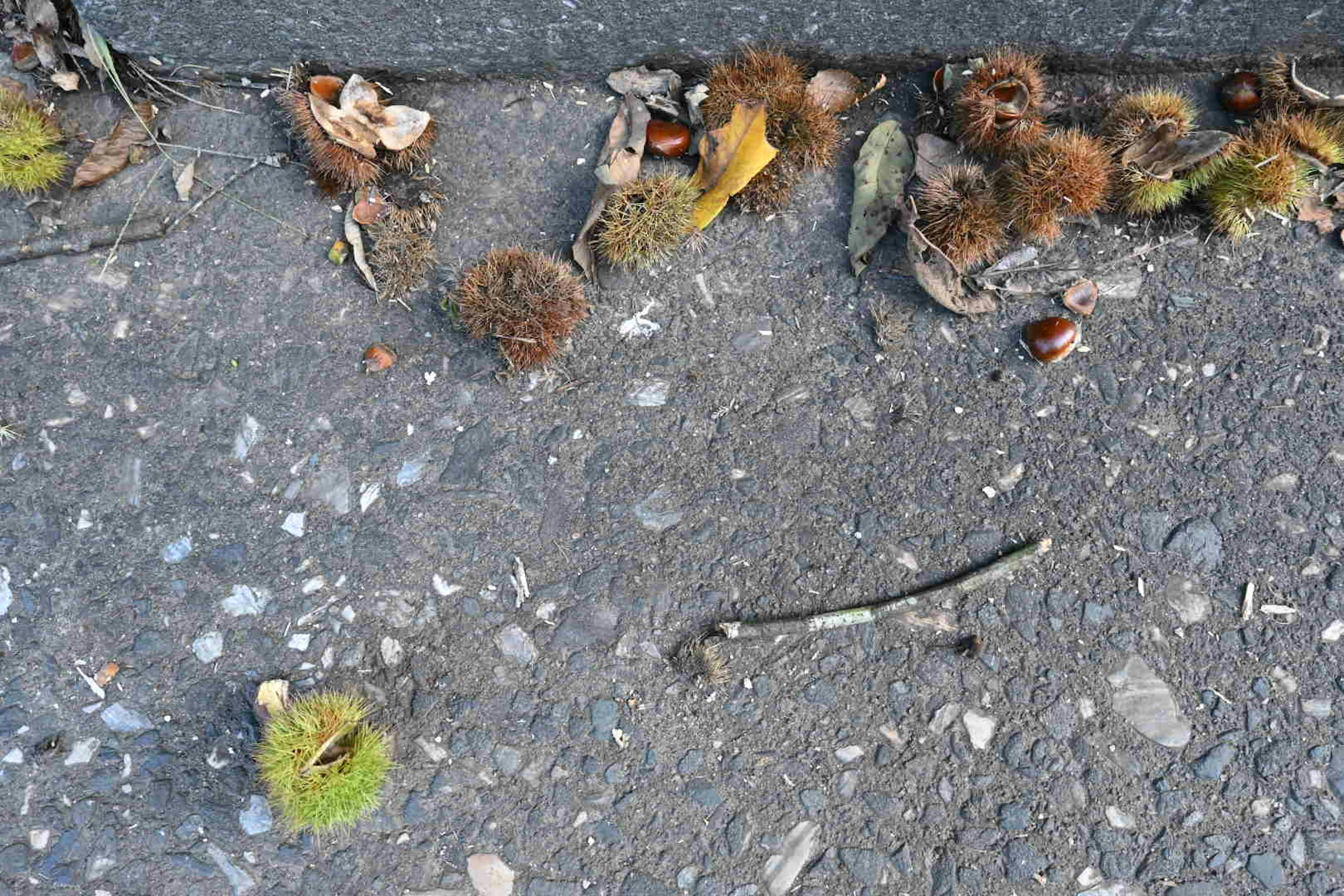 Écorces de châtaigne et brindilles éparpillées sur une surface pavée