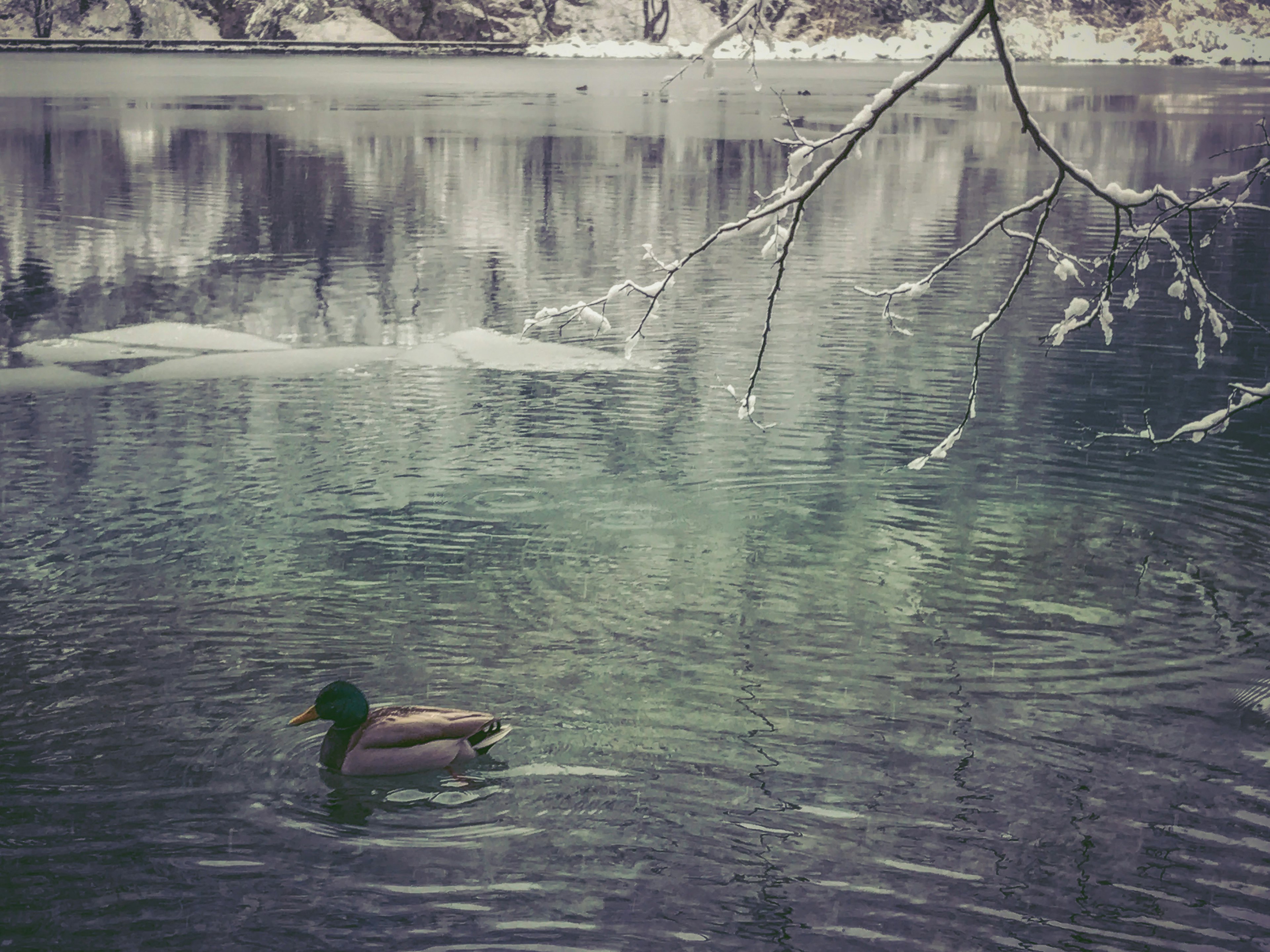 Eine Stockente schwimmt in einem schneebedeckten See