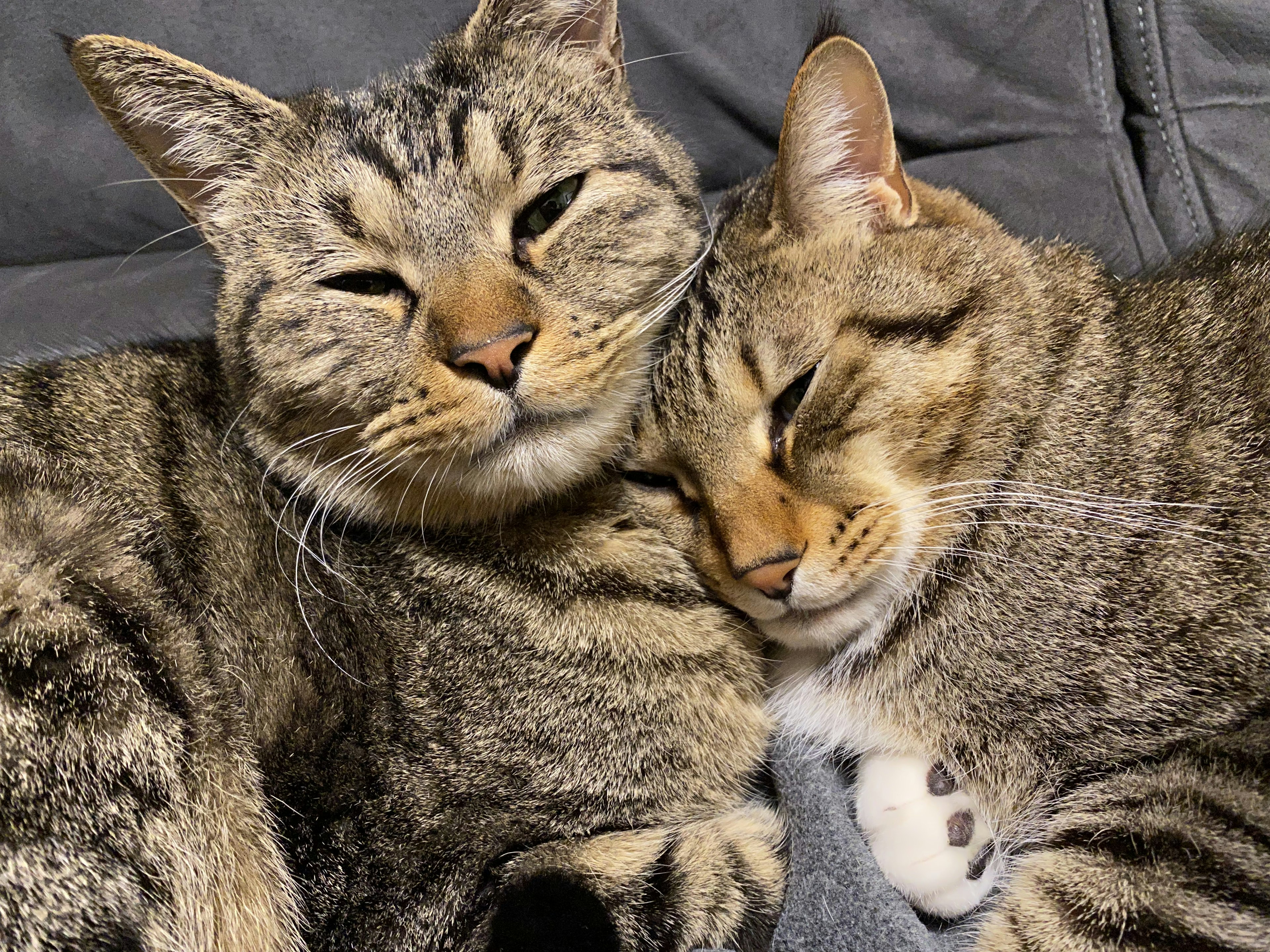 Dos gatos acurrucados juntos con pelaje rayado y expresiones relajadas