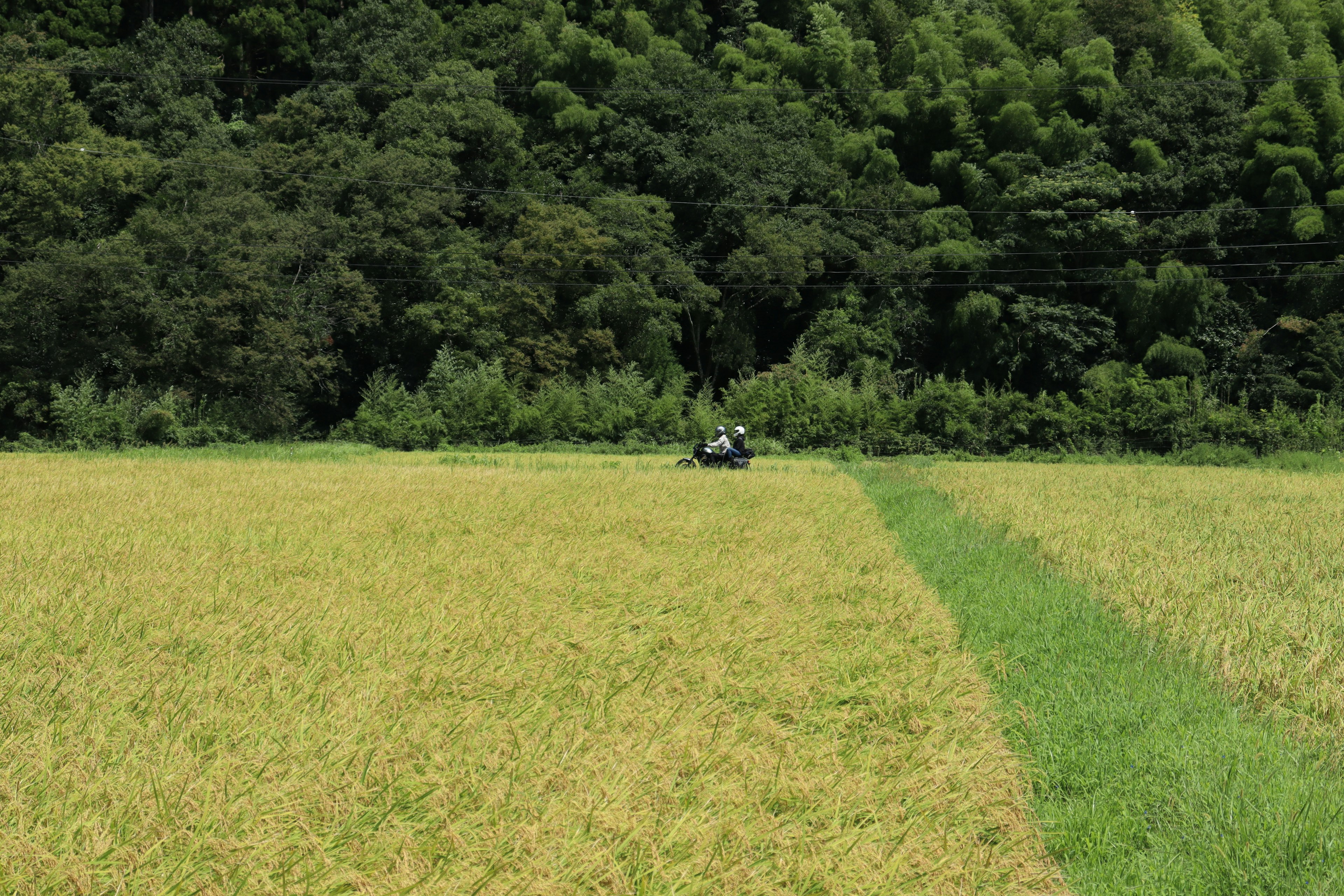 Agricultural machinery working in green rice field with forest background