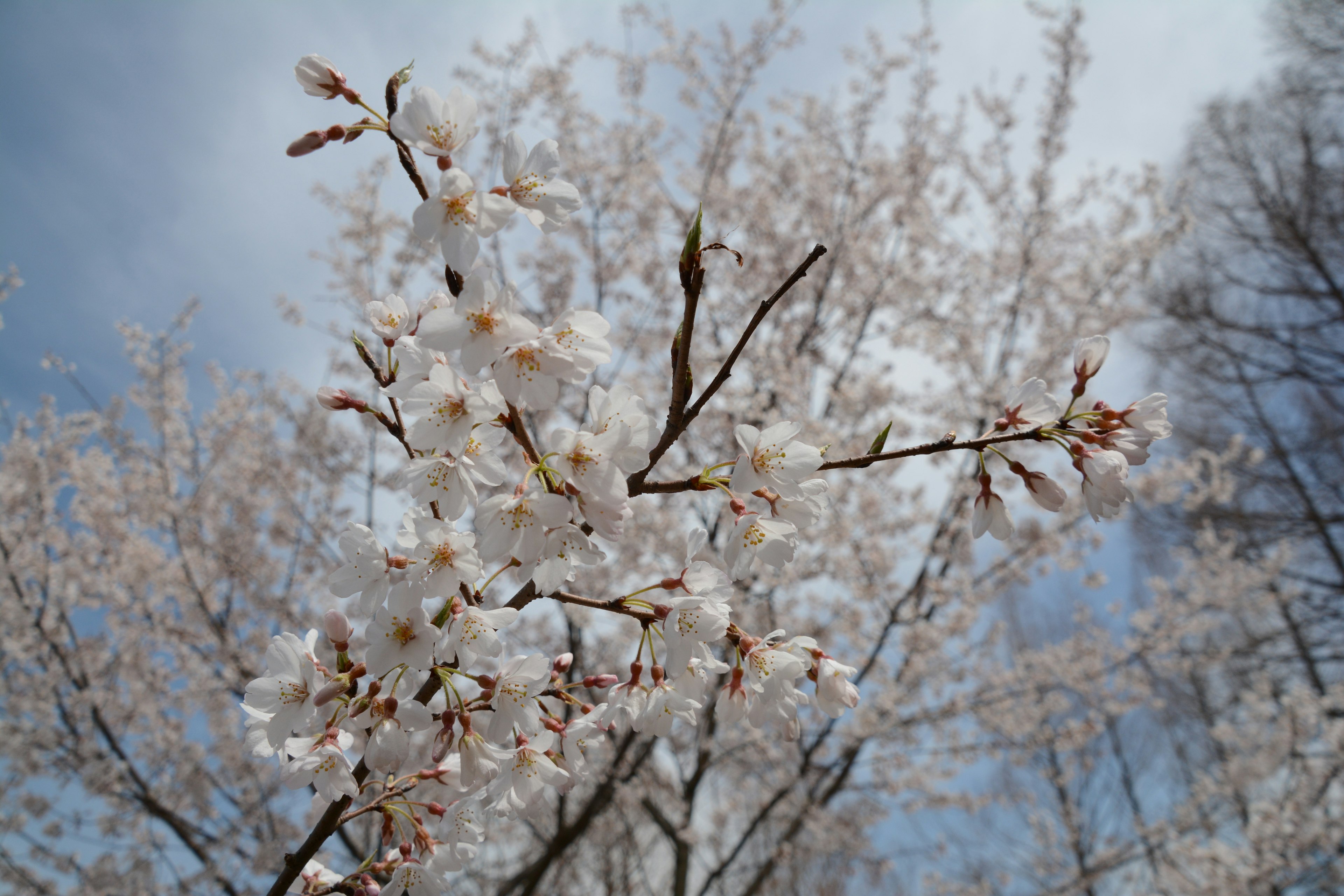 Cherry blossom tree branches with white flowers against a blue sky