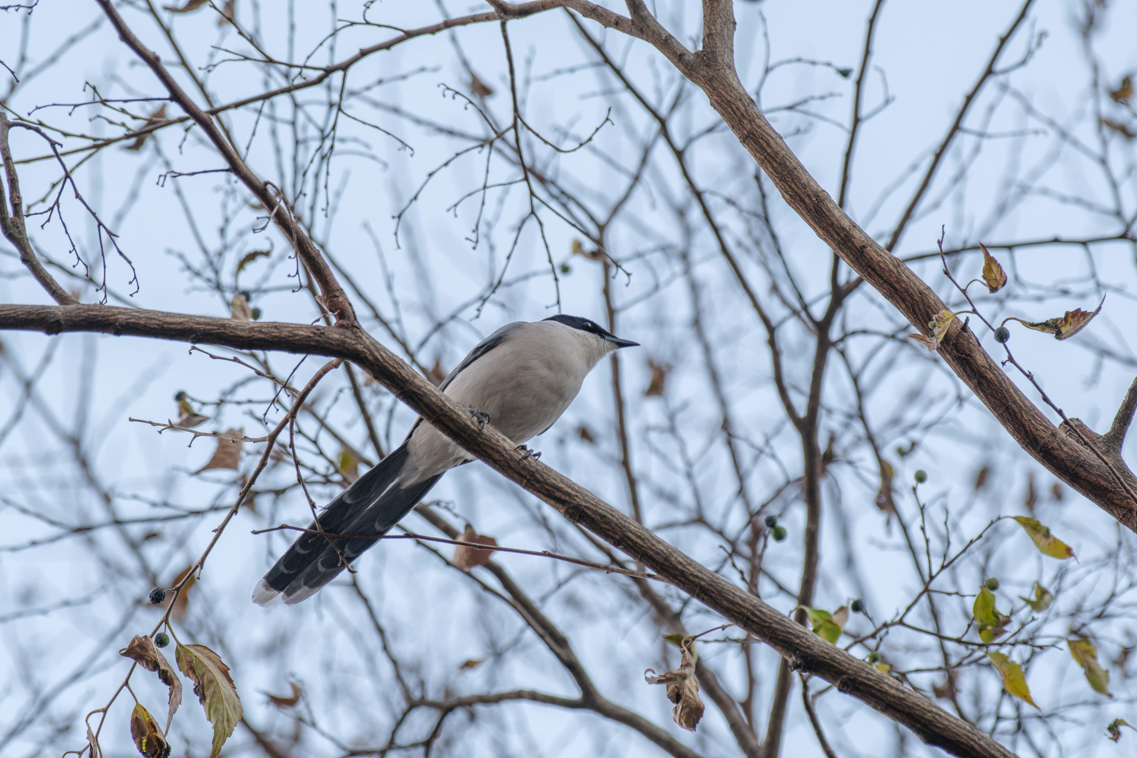 Burung abu-abu bertengger di dahan pohon