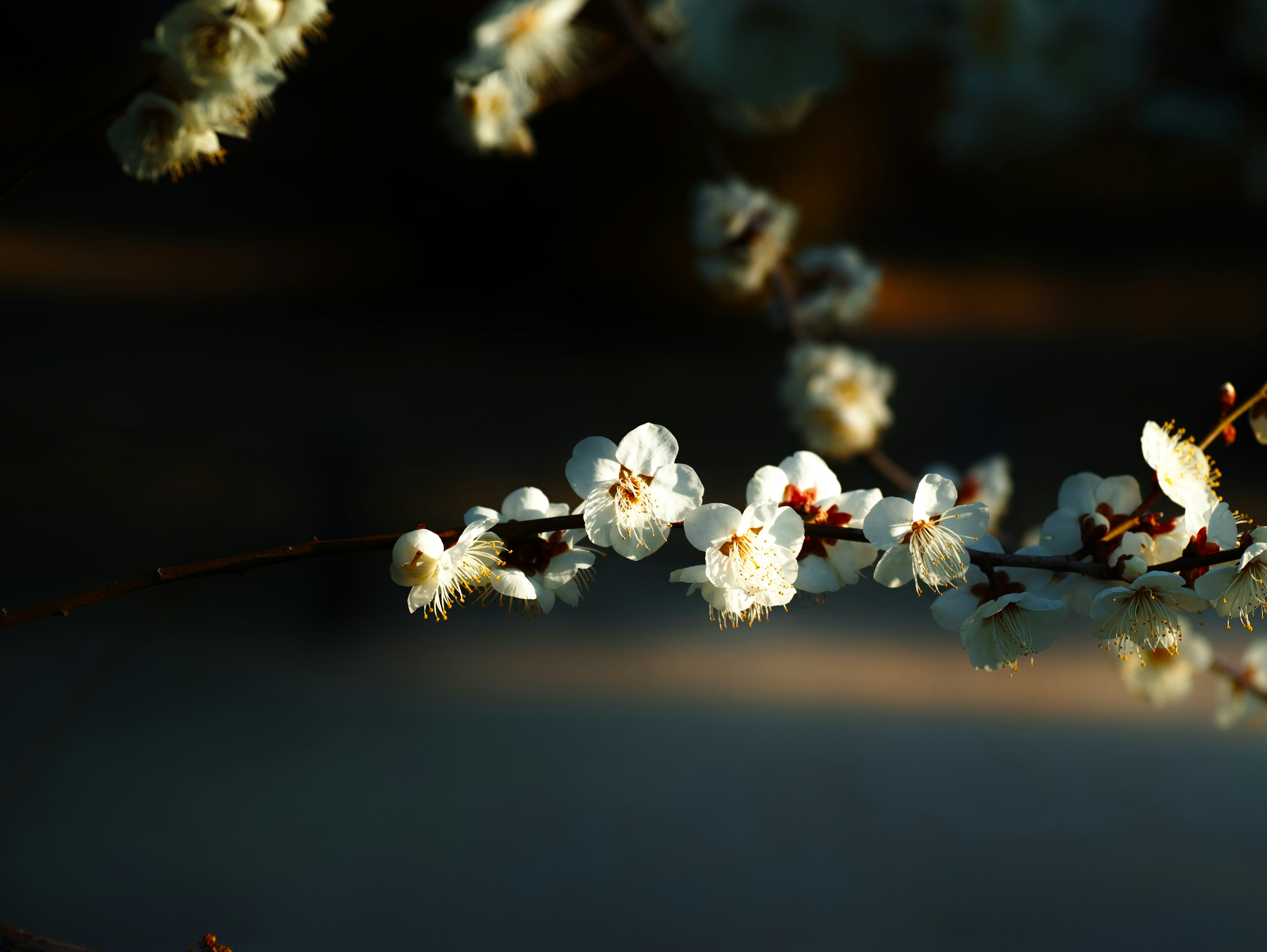 Nahaufnahme eines Zweigs mit blühenden weißen Blumen