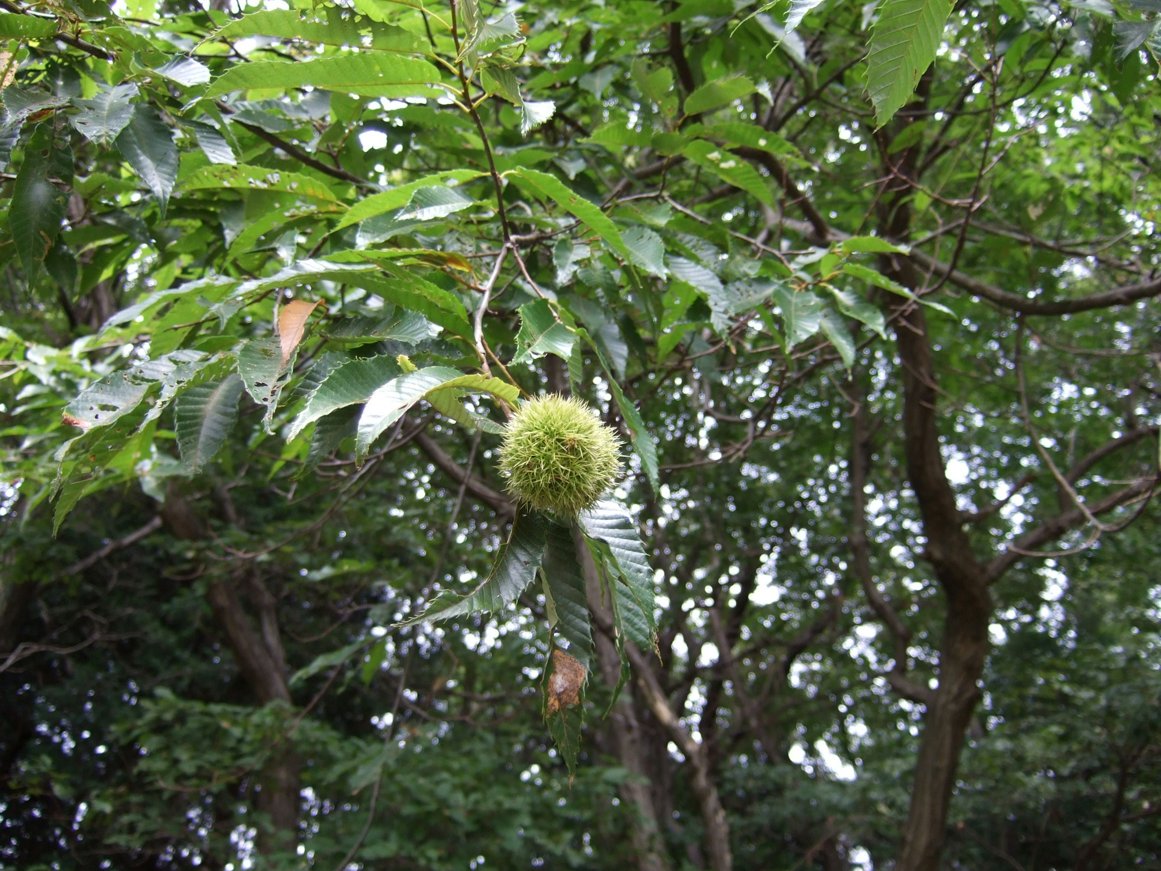 A chestnut husk hanging among green leaves