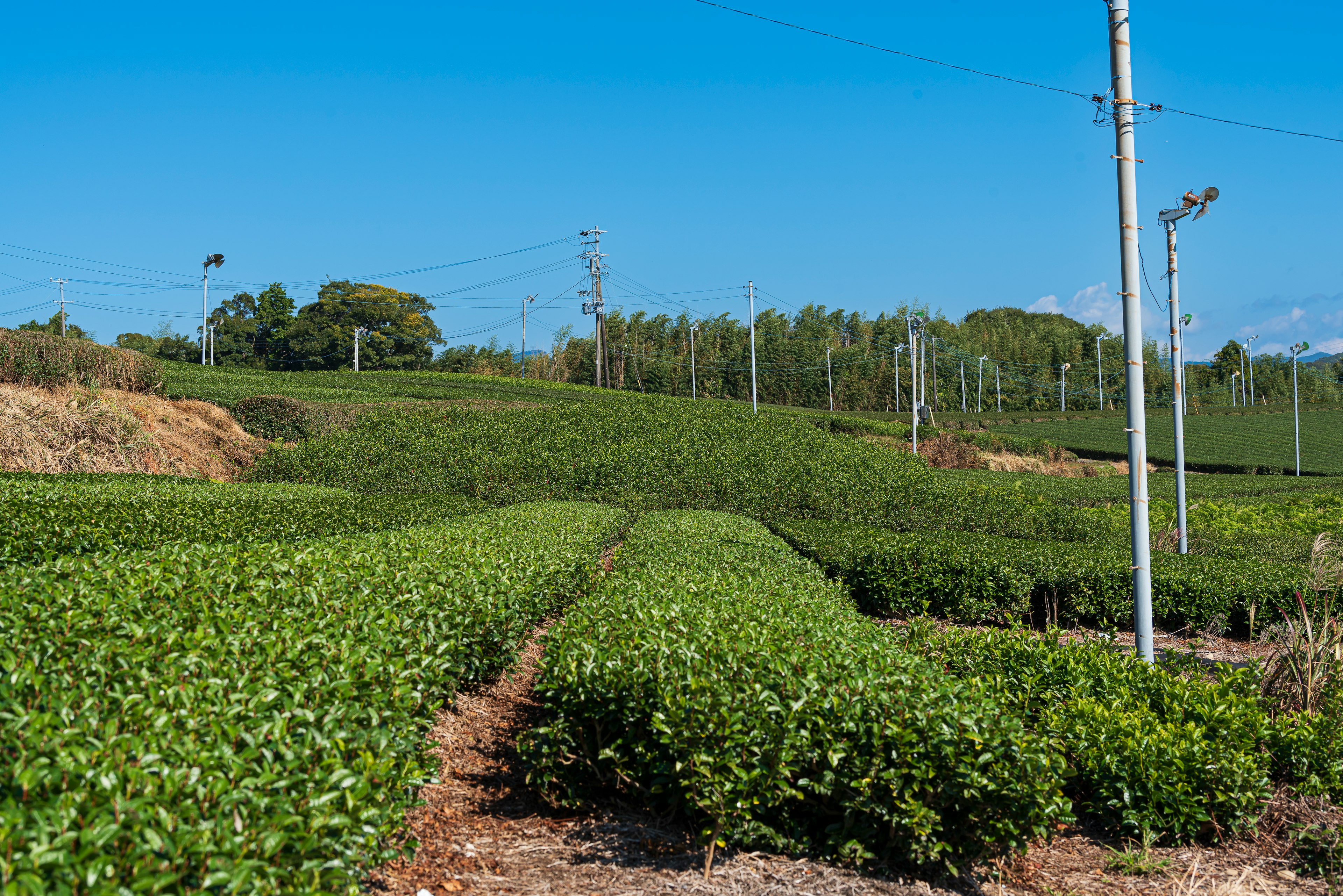 Campos de té verdes bajo un cielo azul claro