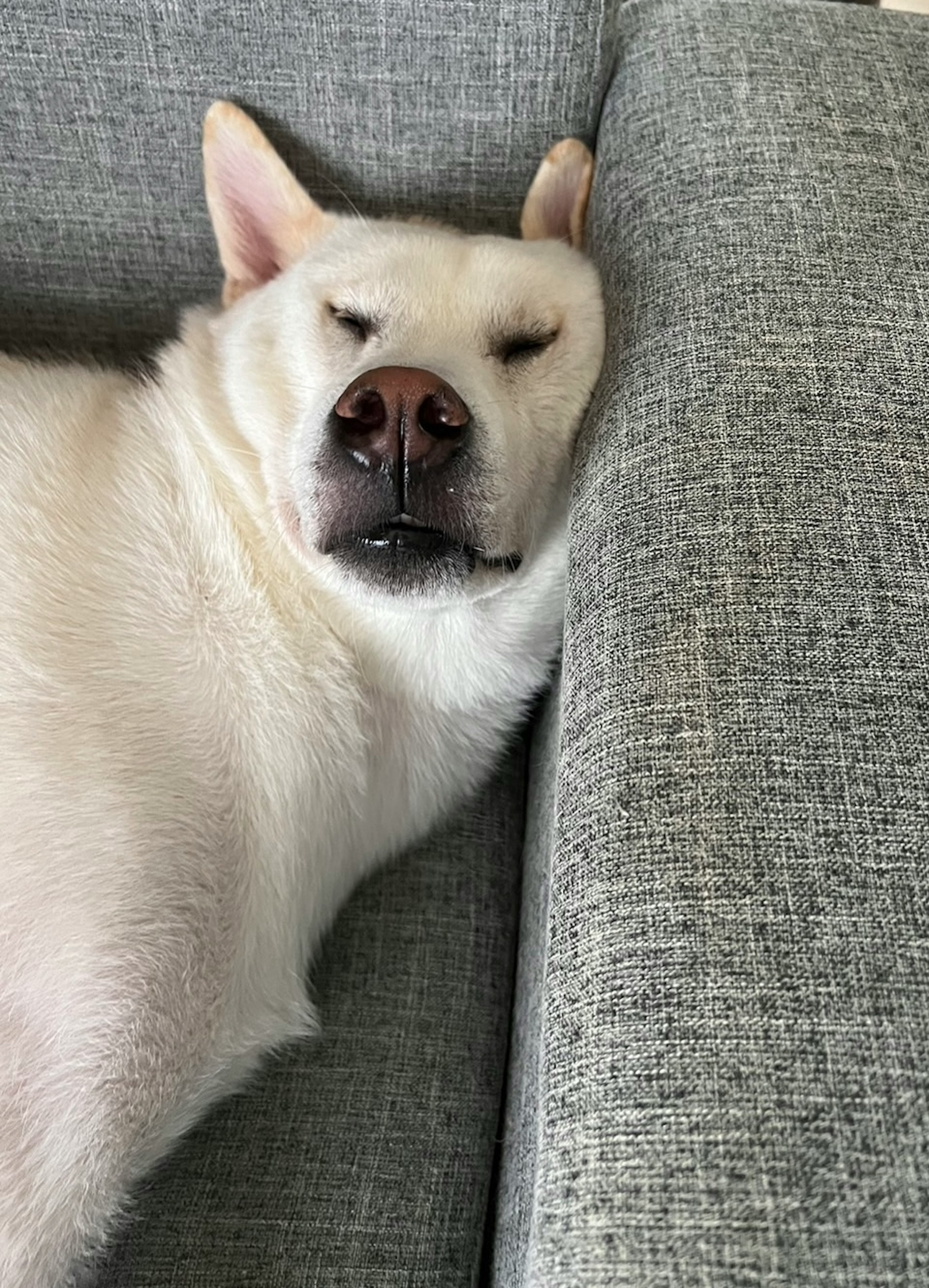 Ein weißer Hund schläft auf einer Couch