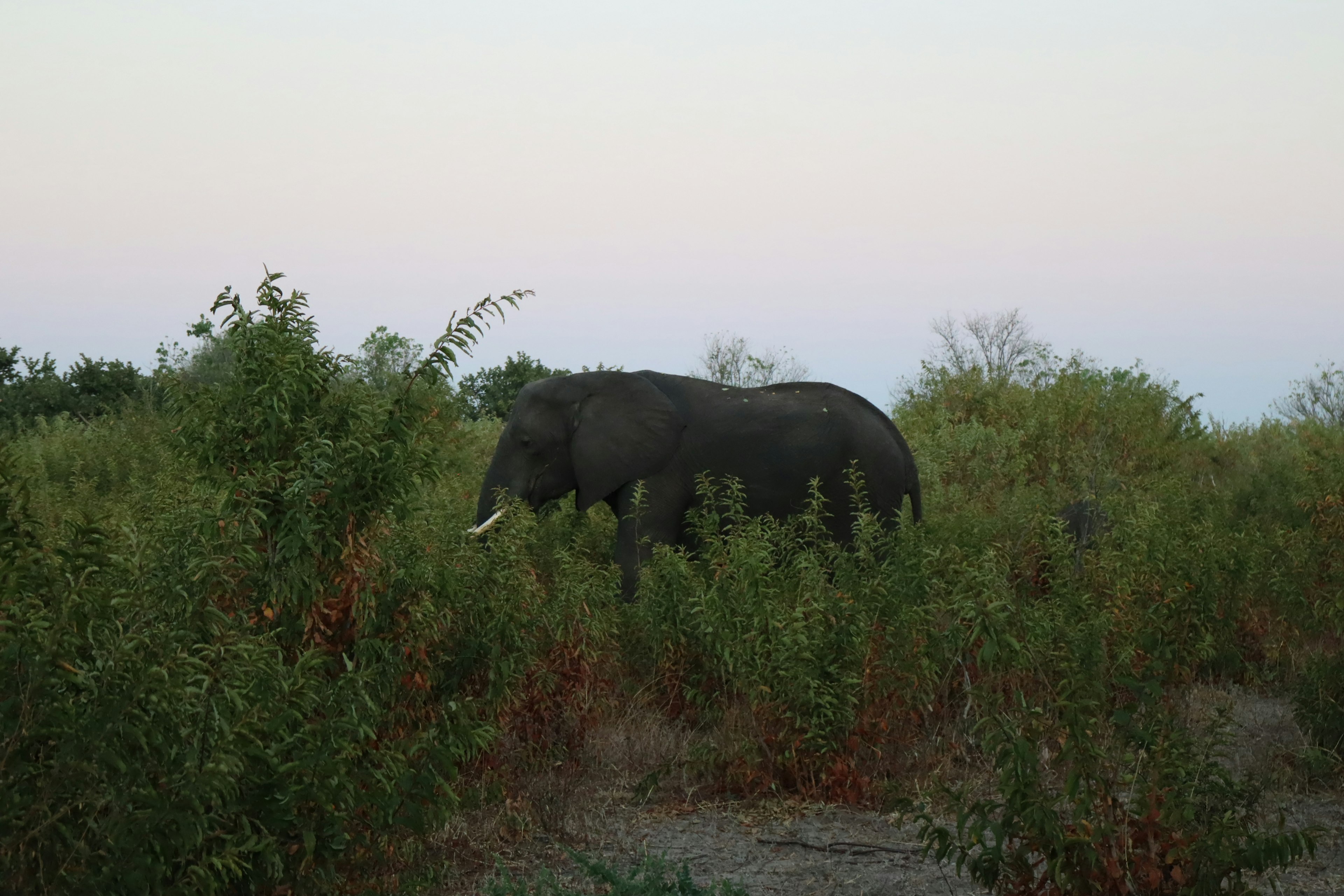 Silhouette di un elefante che cammina tra l'erba alta