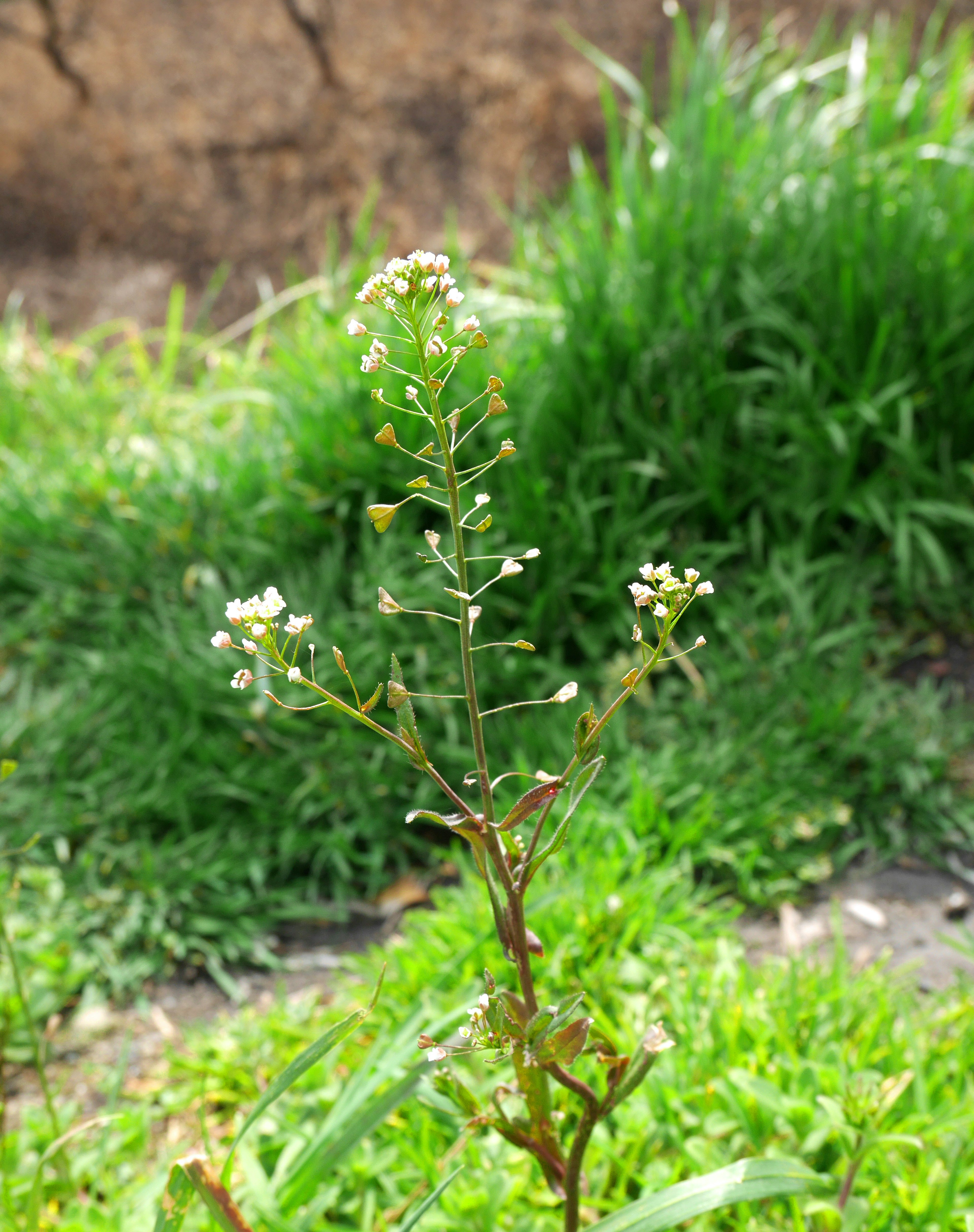 Eine kleine Pflanze mit weißen Blumen, umgeben von grünem Gras