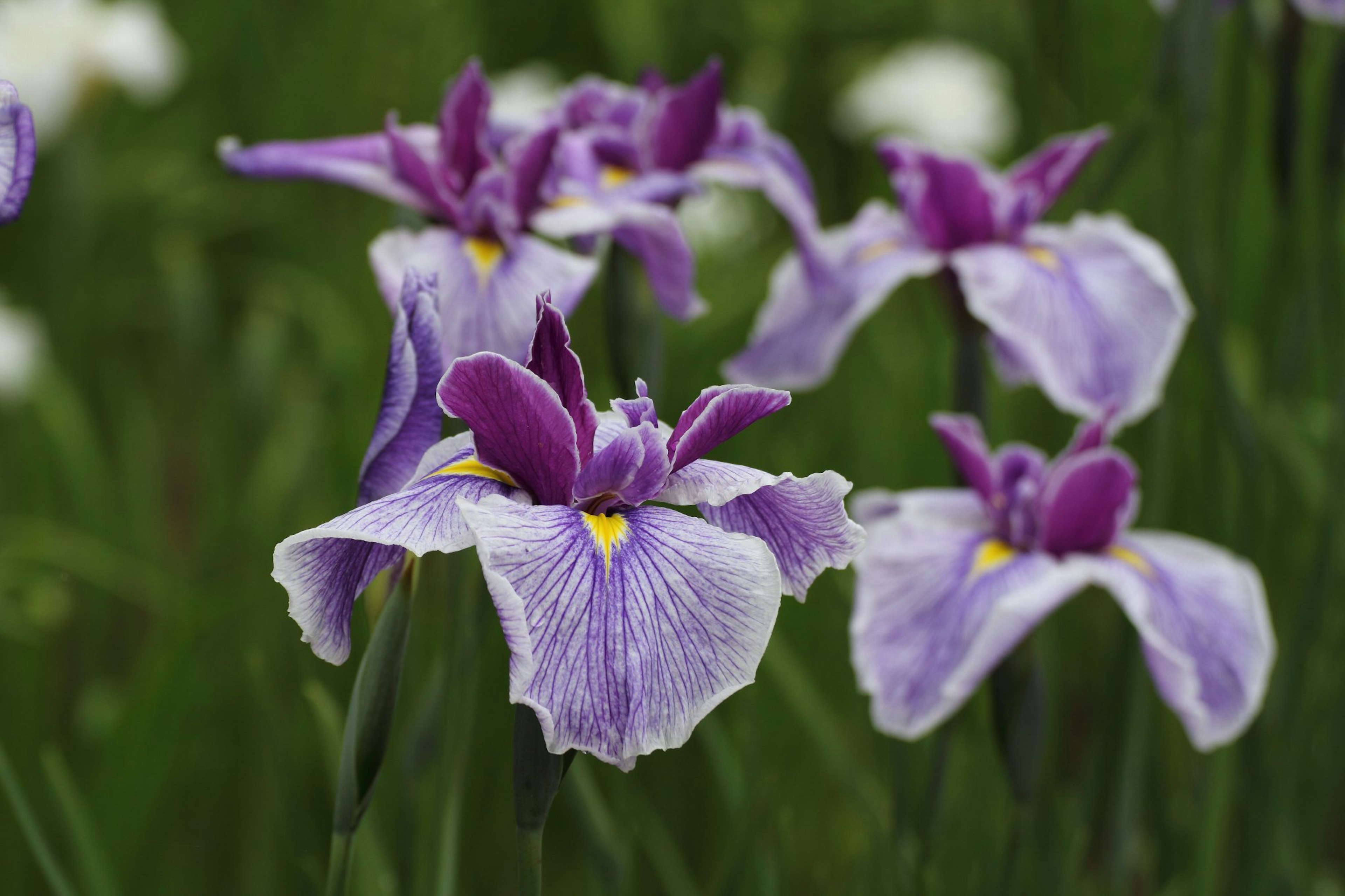 紫色の花びらを持つアイリスの花々が群生している