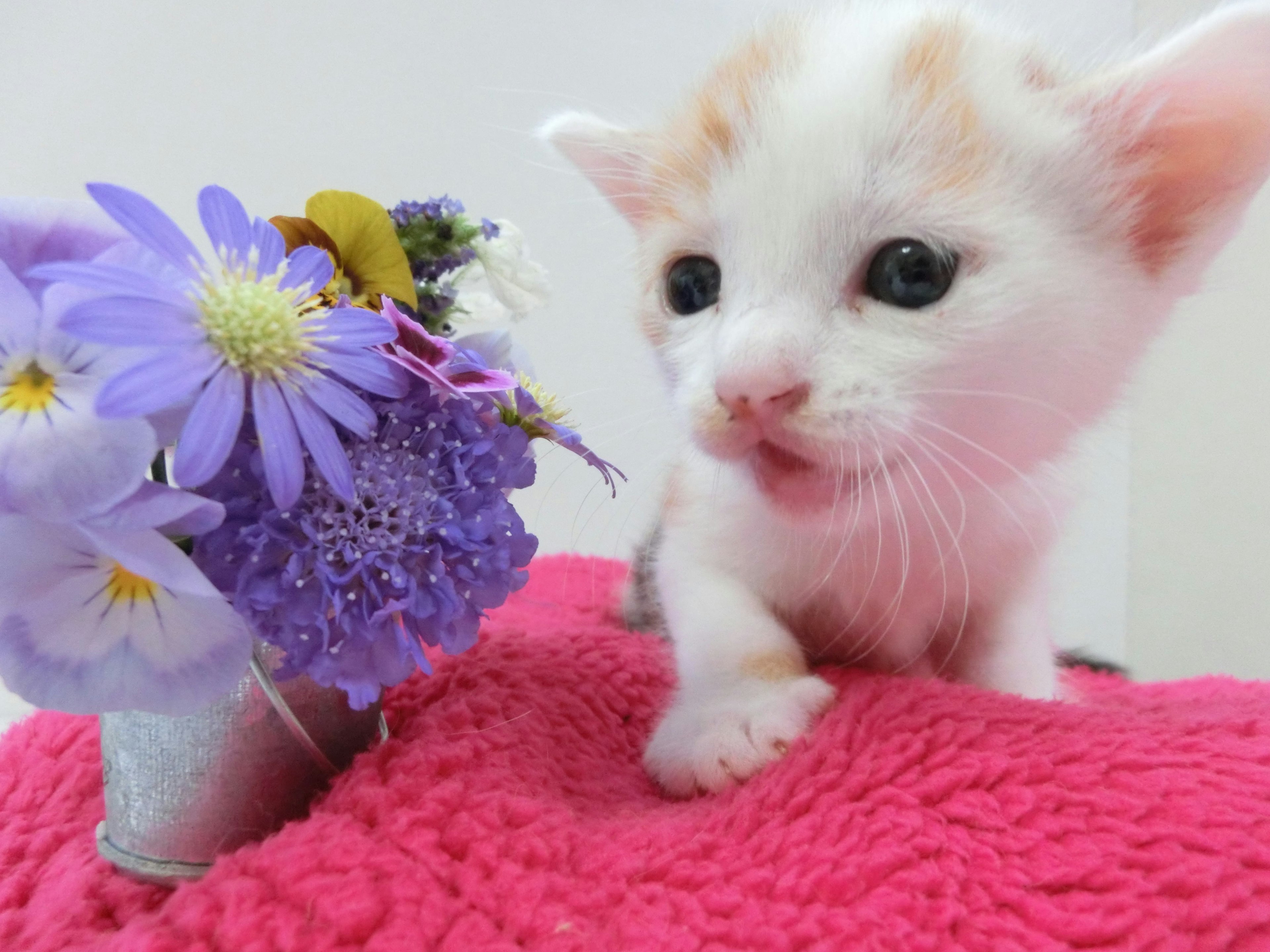 Un chaton blanc à côté d'un bouquet coloré de fleurs