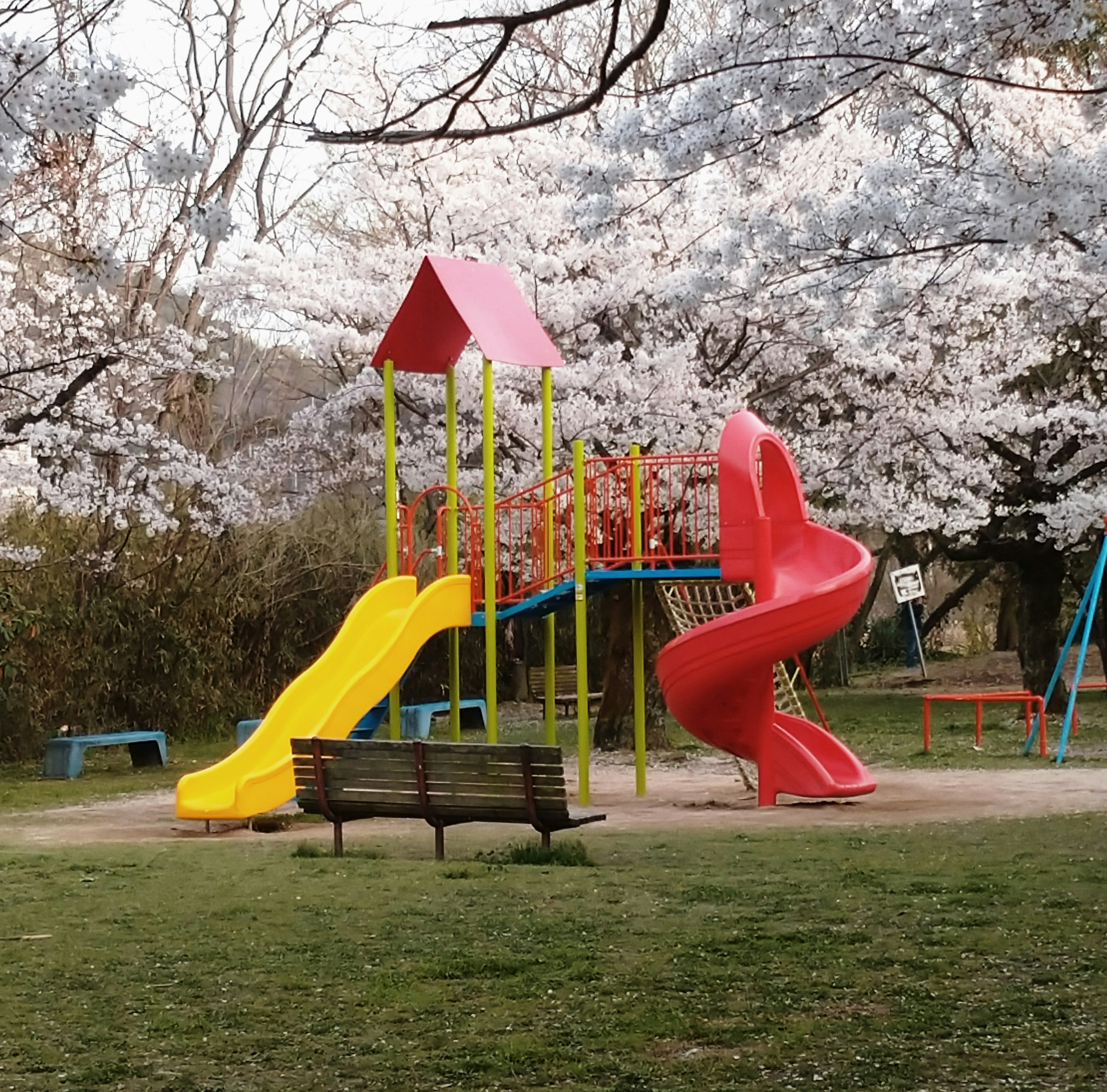 벚꽃 나무로 둘러싸인 빨간색과 노란색 미끄럼틀이 있는 놀이터