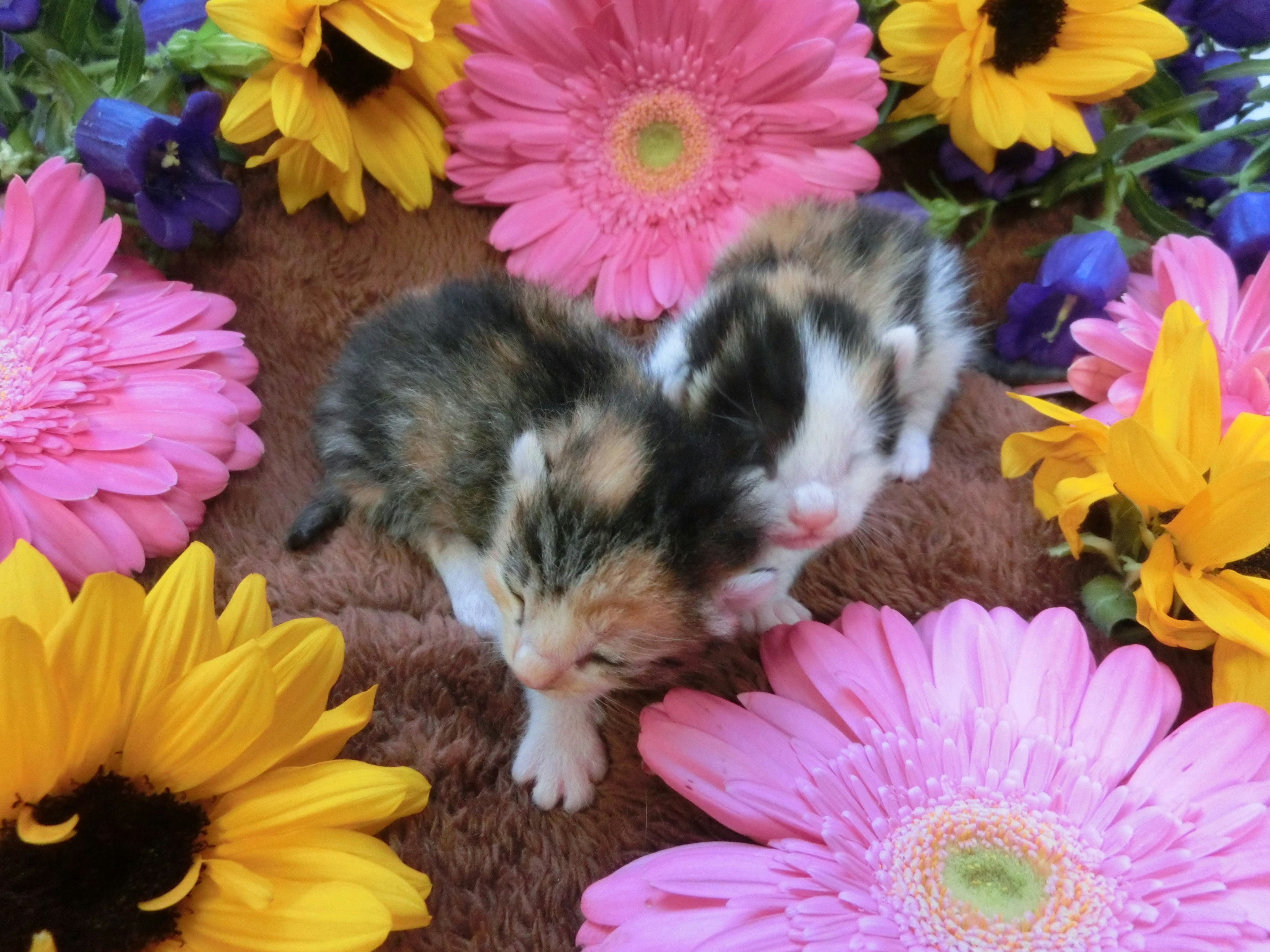 Two adorable kittens surrounded by colorful flowers including daisies and pansies