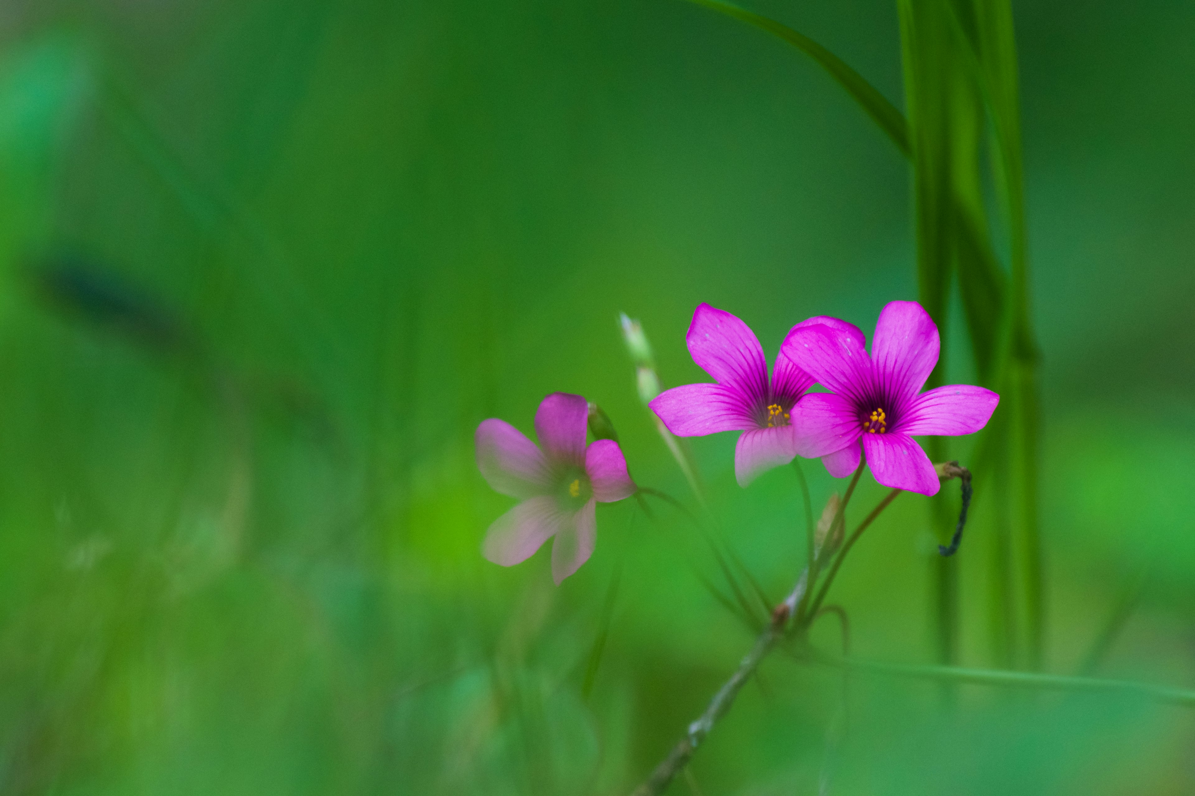 Pink flowers blooming against a green background with soft focus