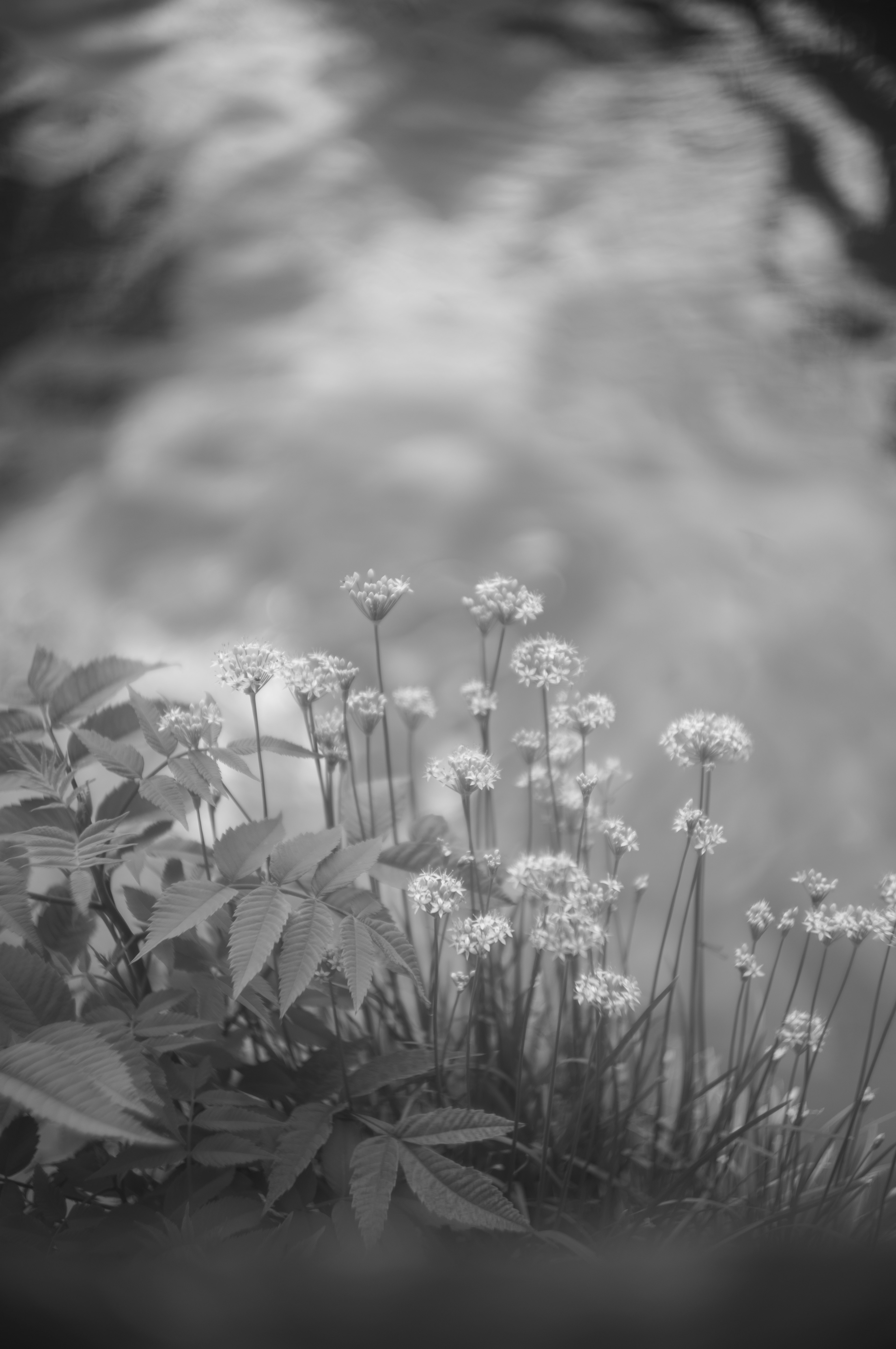 Black and white image of flowers and leaves with water reflection