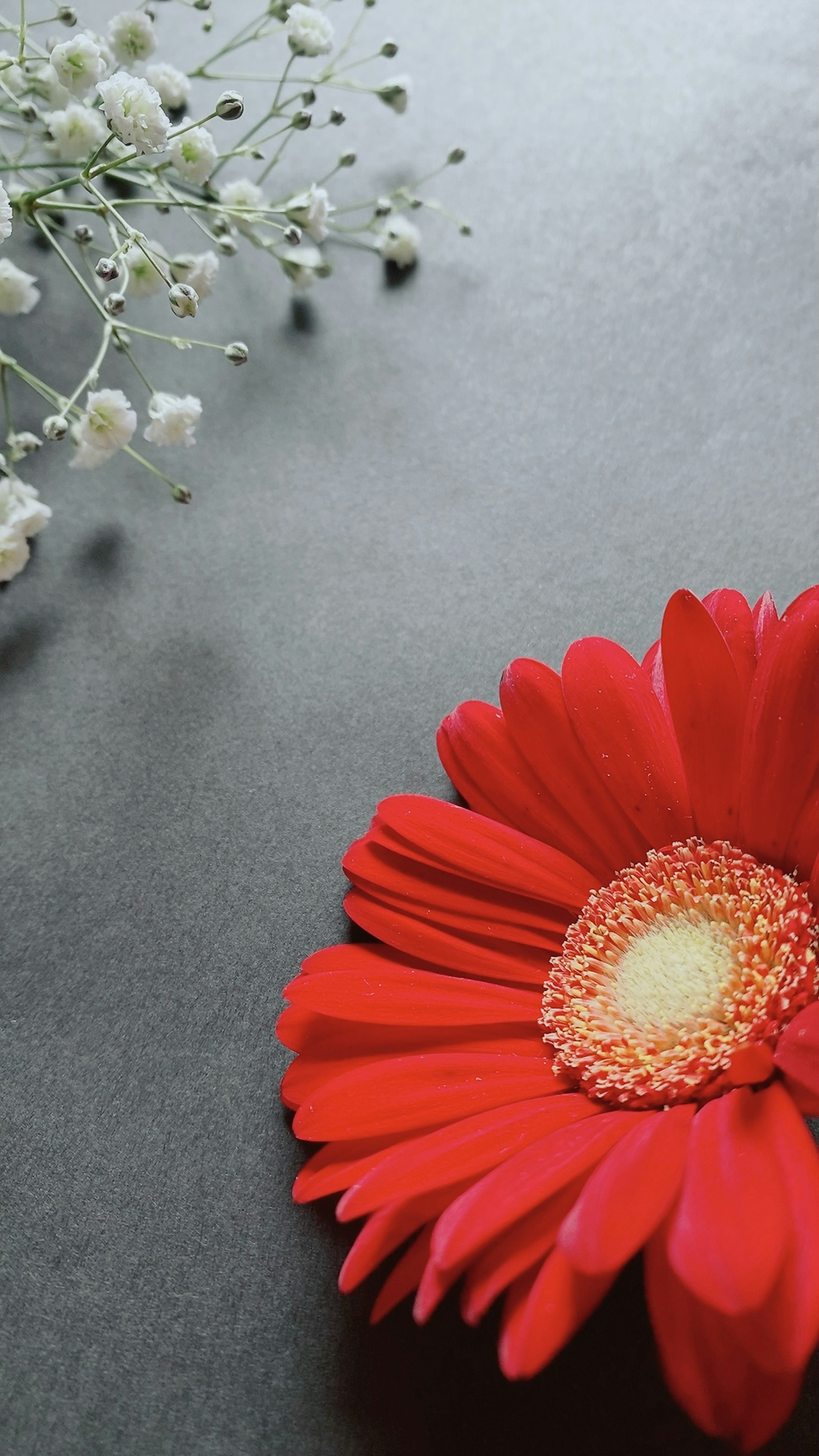 Bella combinazione di un fiore di gerbera rosso e di gipsophila bianca